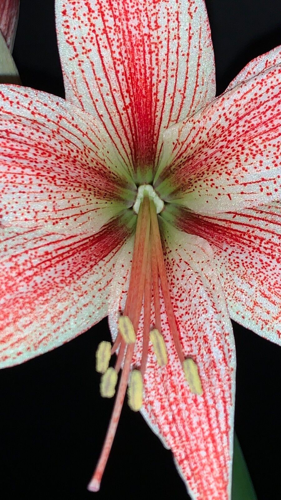 Hippeastrum lapacense - very rare species! 22 cm