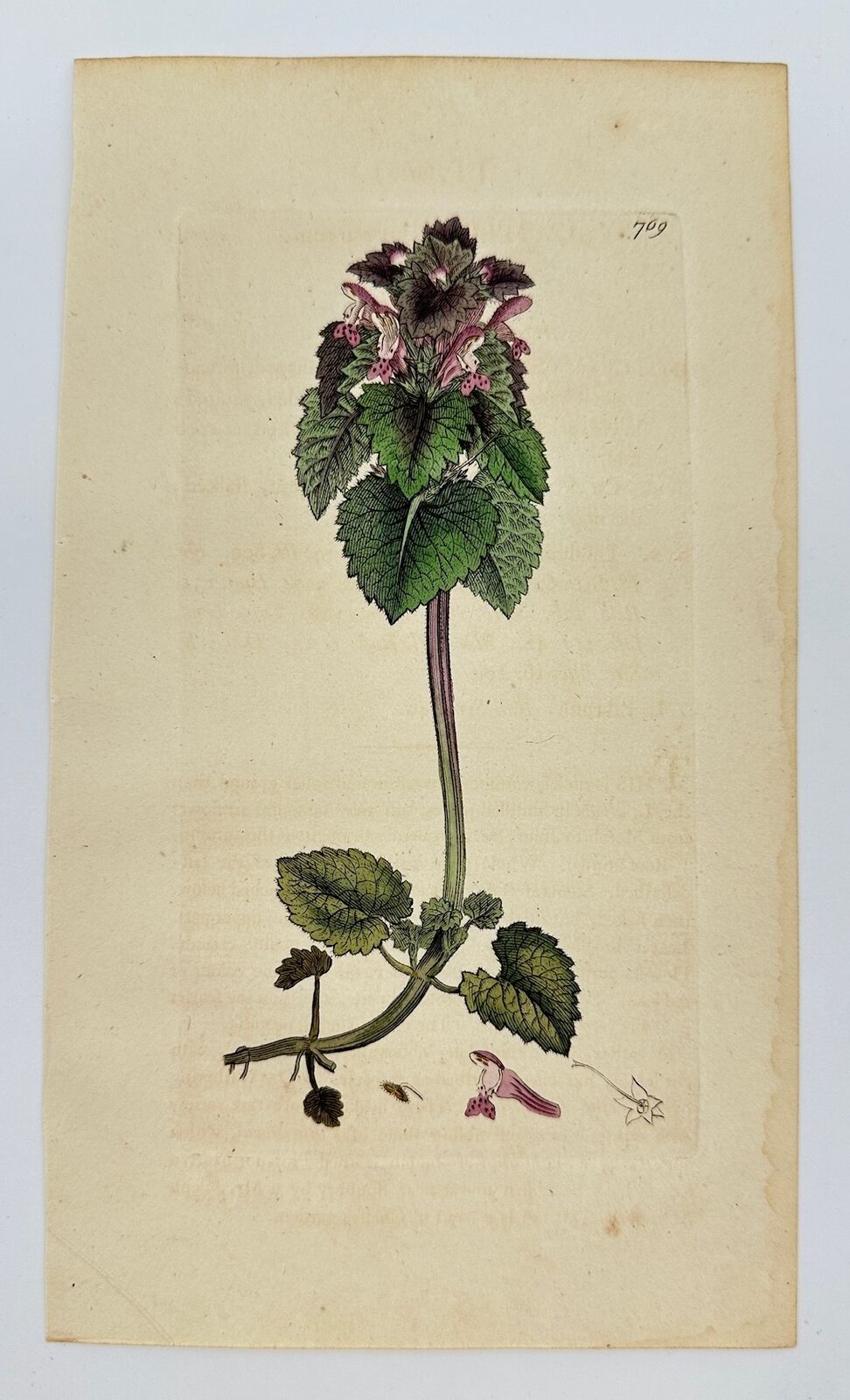 Antique Print - James Sowerby - Lamium Purpureum - Purple Dead-nettle - F1