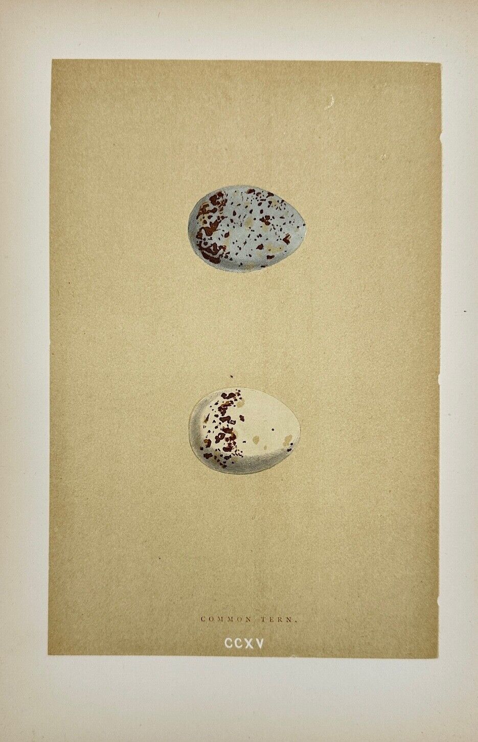Antique Bird Egg Print - Francis Morris - Common Tern - Sterna Hirundo - F2