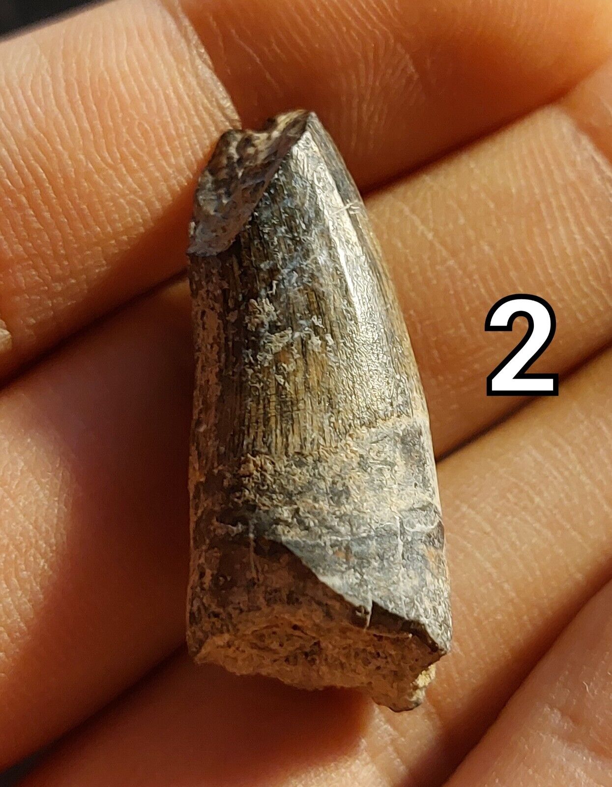 Suchomimus tenerensis tooth