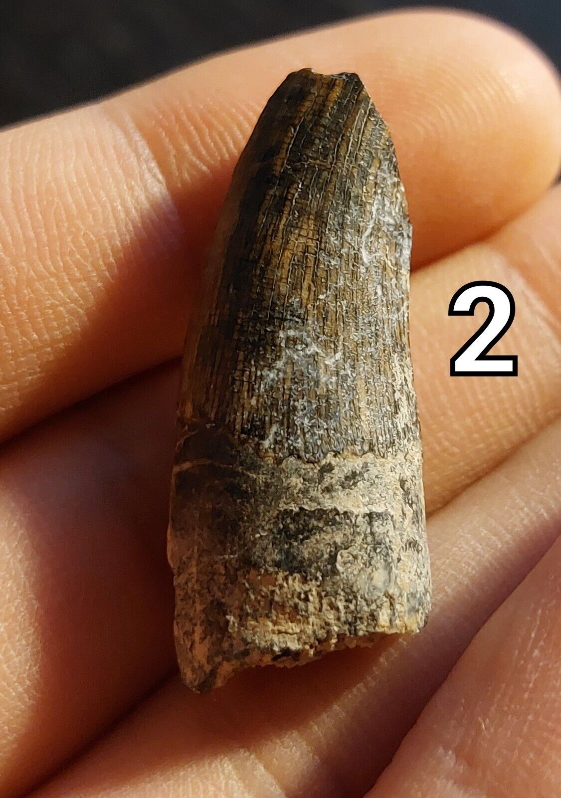 Suchomimus tenerensis tooth