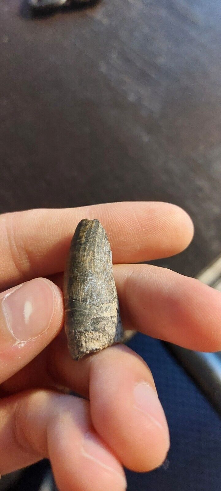 Suchomimus tenerensis tooth