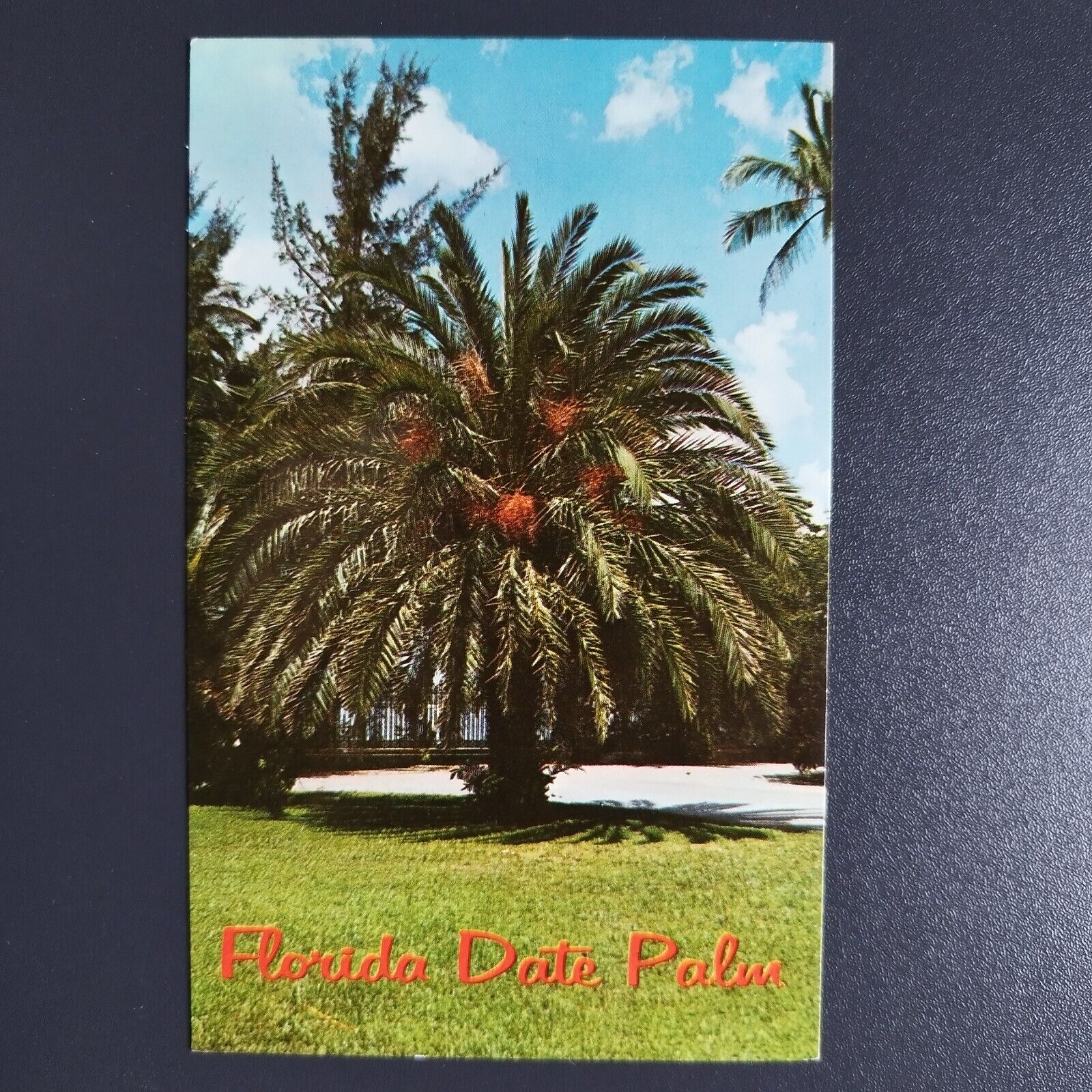 Florida Date Palm Tree