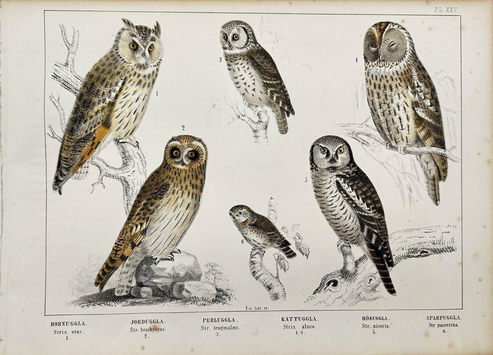 Antique Bird Print - Short-eared Owl - Tawny Owl - Eurasian Pygmy Owl - F5