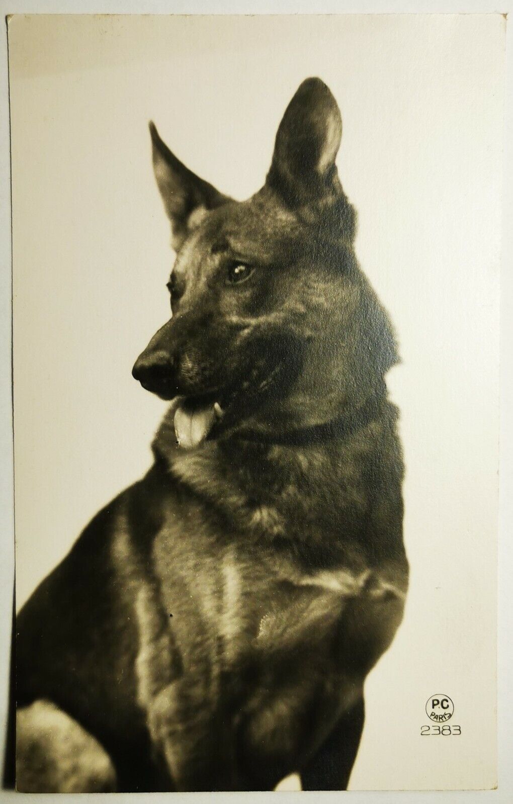 Old photo postcard:  Portrait of seated German Shepherd France c 1930 pok1279