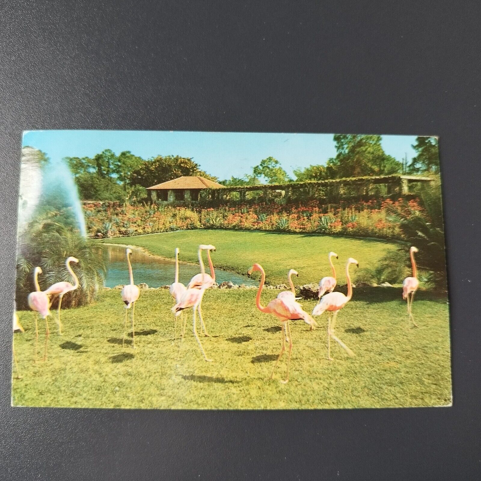 Florida Florida Flamingos  Parrot Jungle Miami 1963