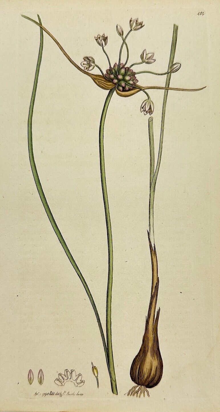 Antique Botanical Print - James Sowerby - Allium Oleraceum - Wild Garlic - F1