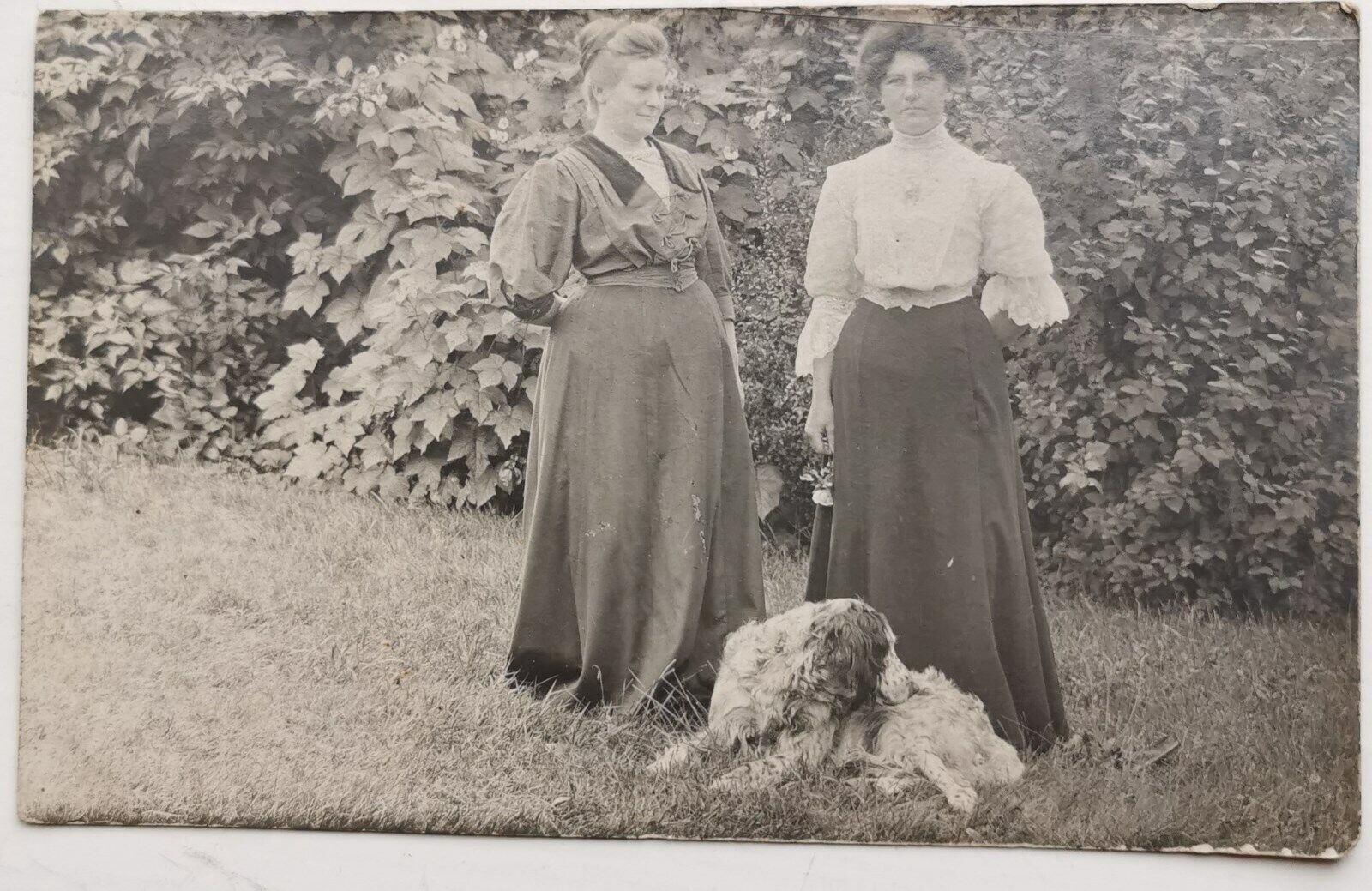 Vintage photo postcard: Two woman posing together with lying dog  pok1086