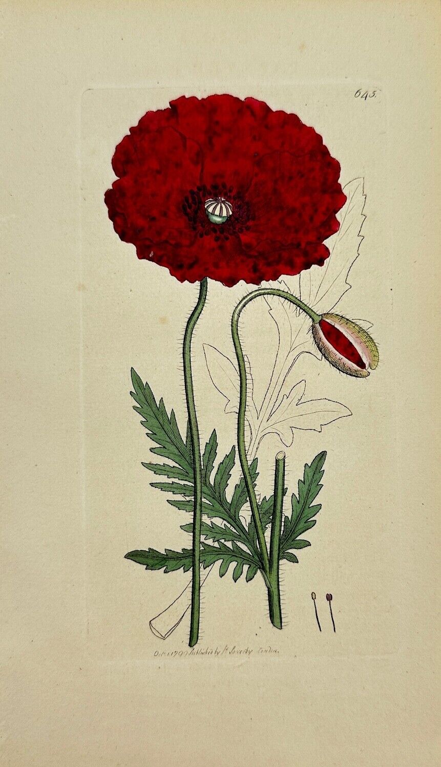 Antique Botanical Print - James Sowerby - Papaver Rhoeas - Common Poppy - F1