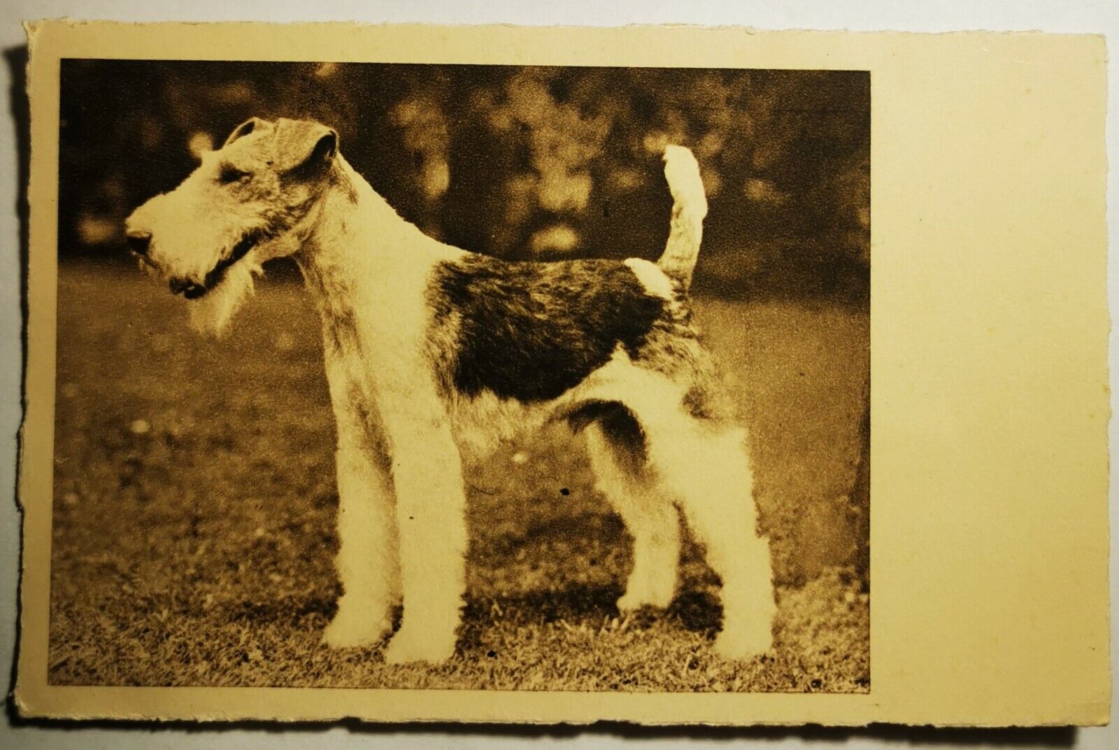 Vintage postcard: Portrait of Airedale Terrier Dog - Mailed in 1949  pok1458