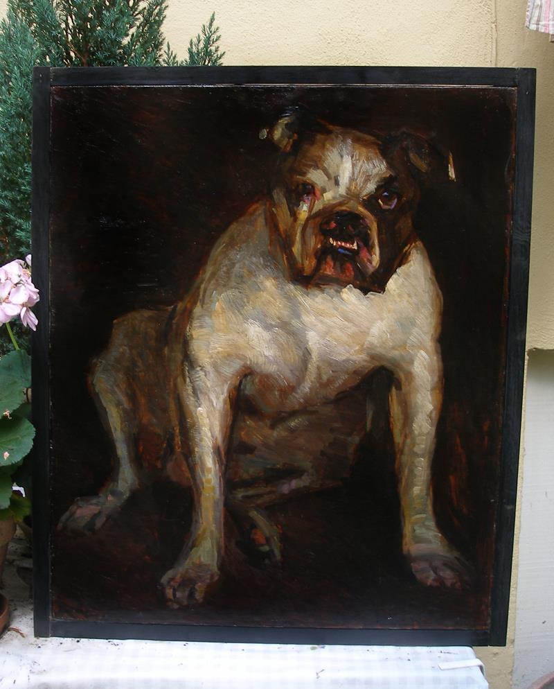 Outstanding antique dog portrait Samson Victorian Bulldog Ca 1880 Must see!