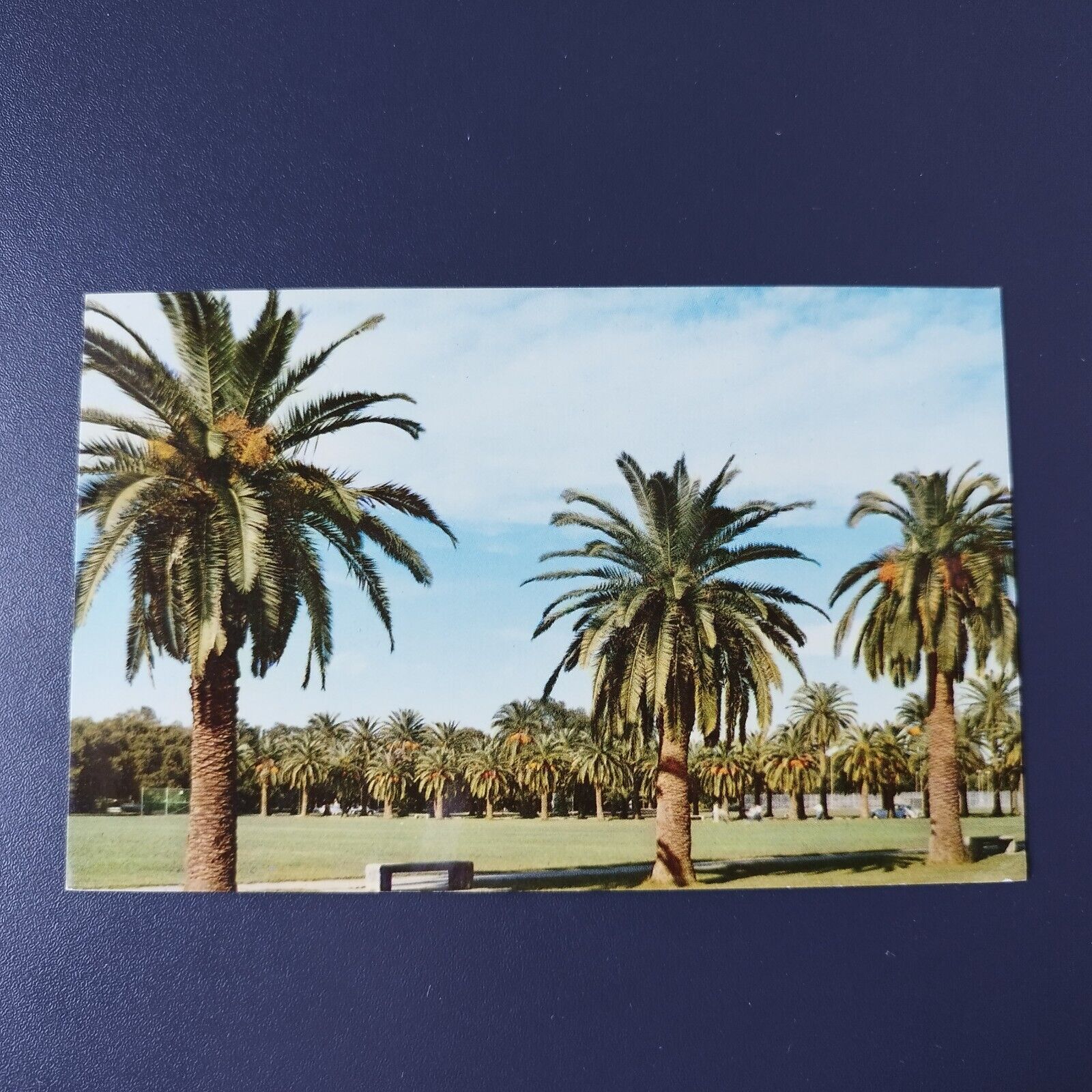 LouisianaCity ParkRoadways lined with palm trees New Orleans