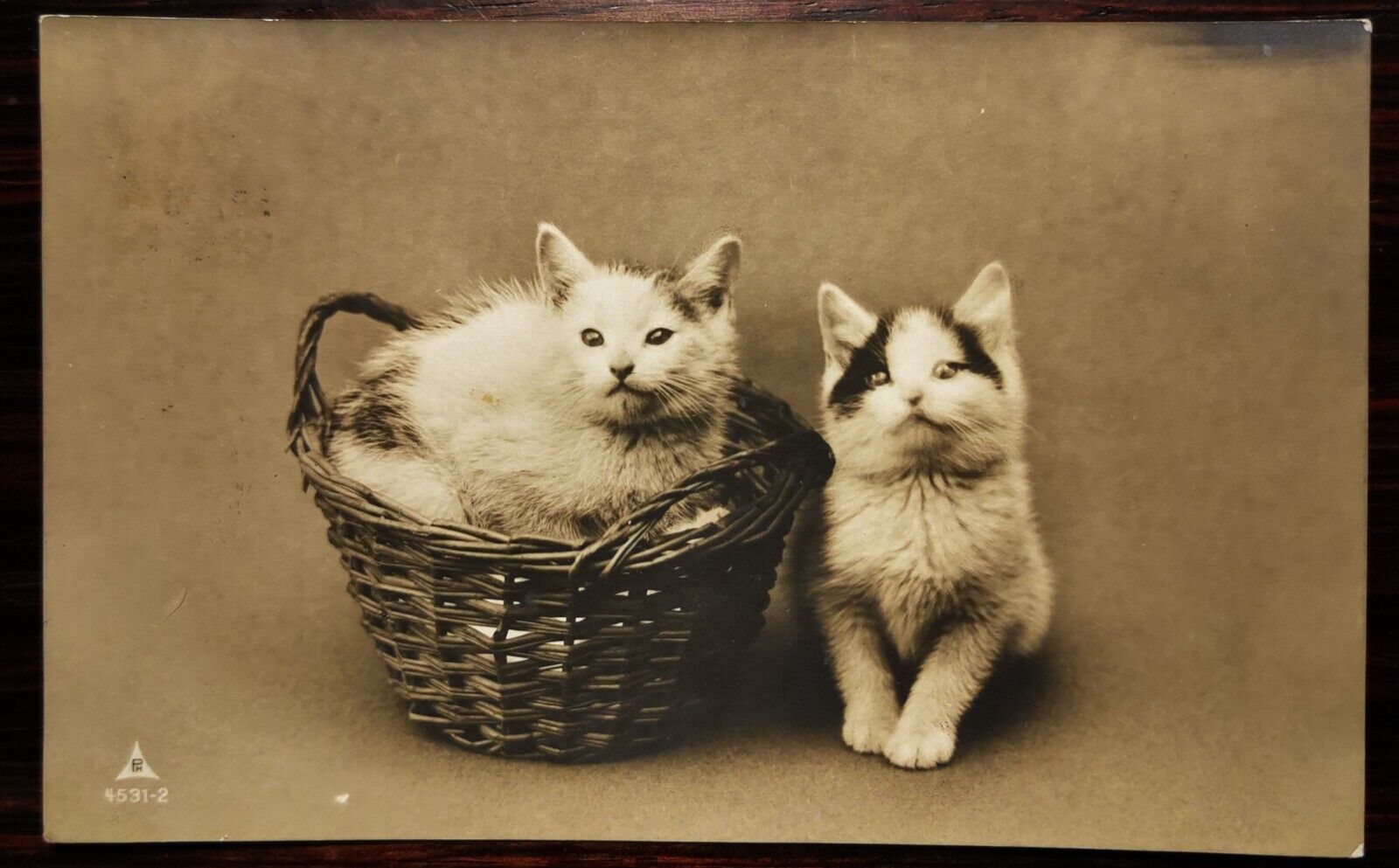 Photo postcard: Carming motif with two cats one in basket 1908  pok388