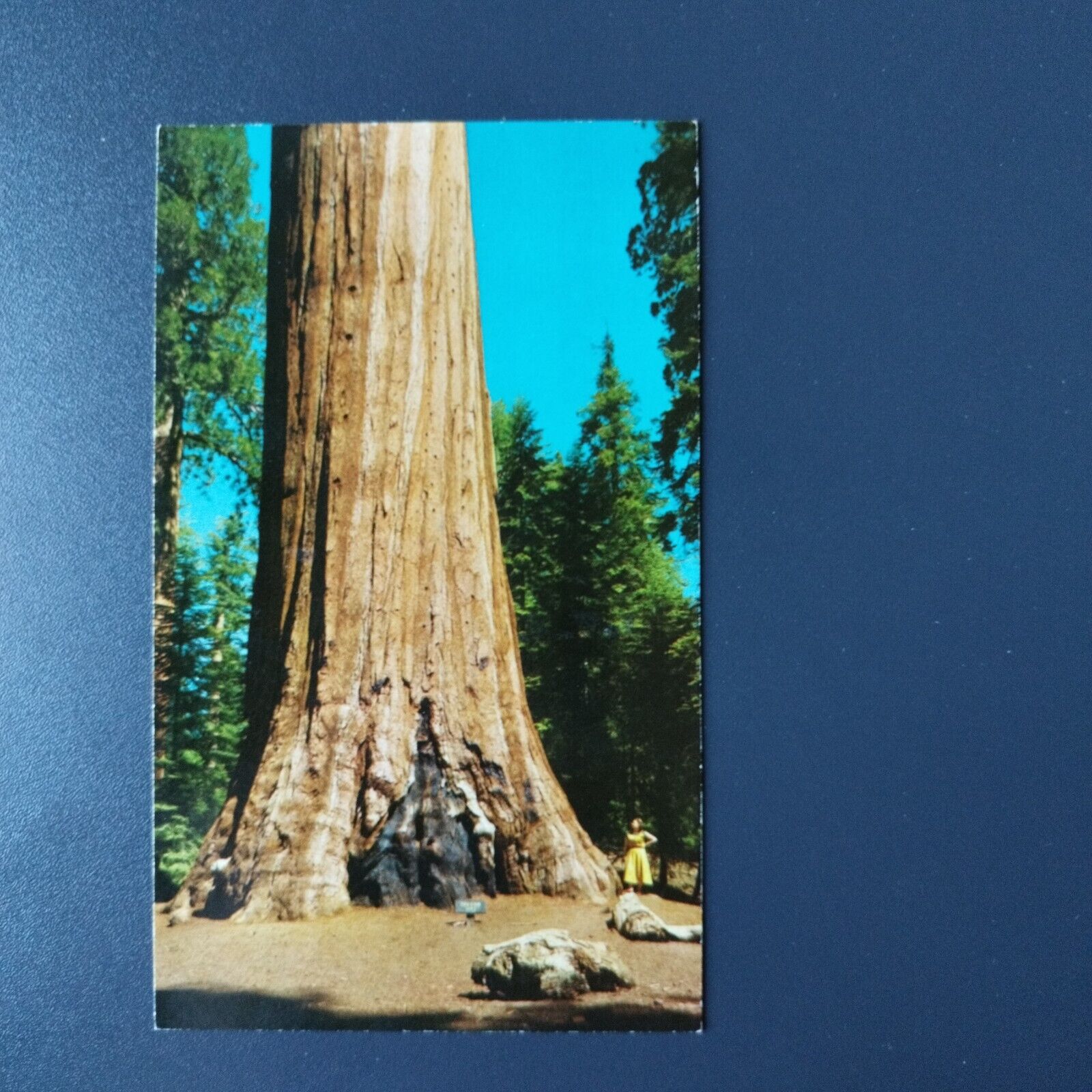 California Oregon Tree Seqouia giganteaKings Canyon National Park