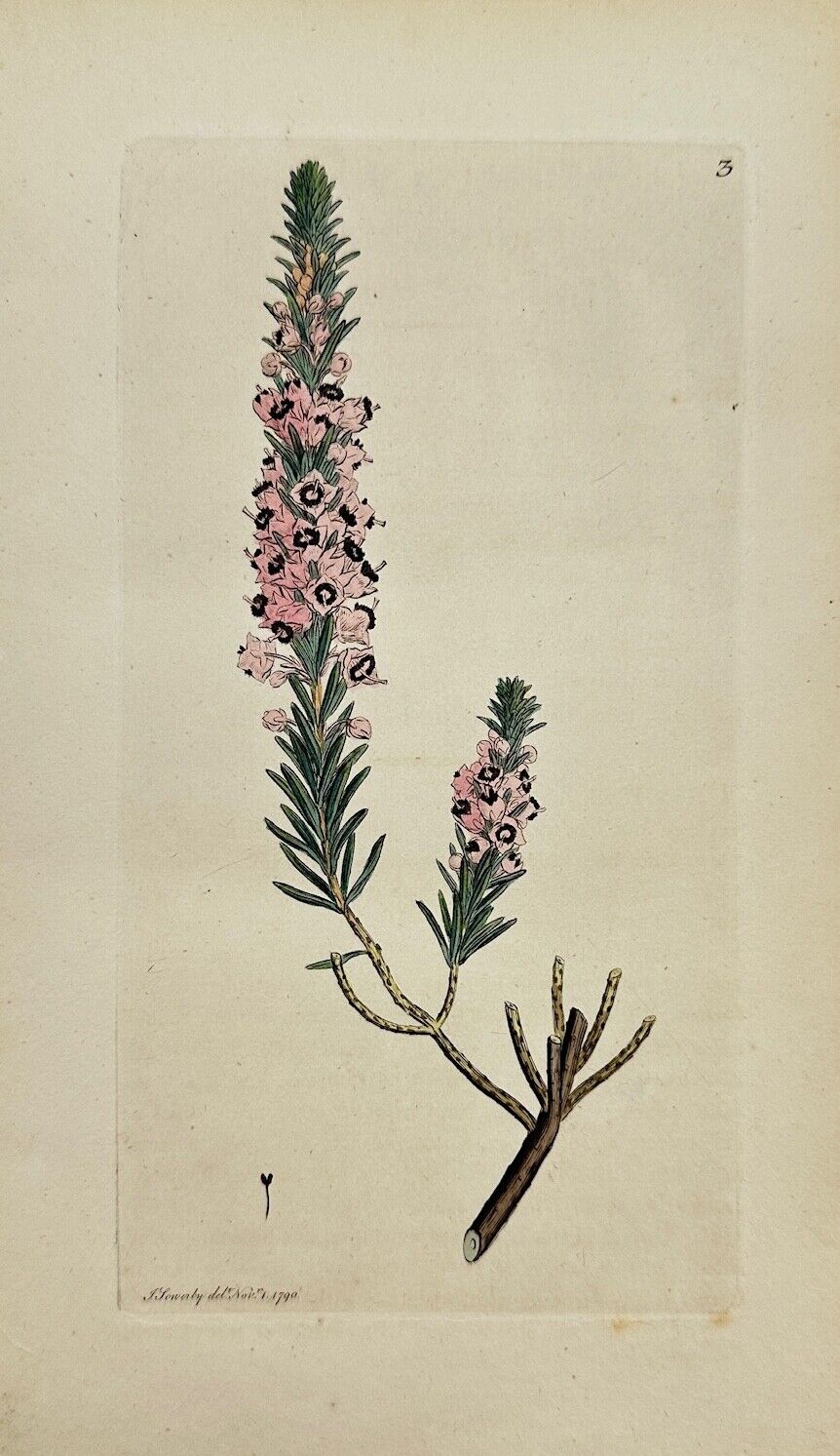 Antique Botanical Print - James Sowerby - Erica Vagans - Cornish Heath - F1