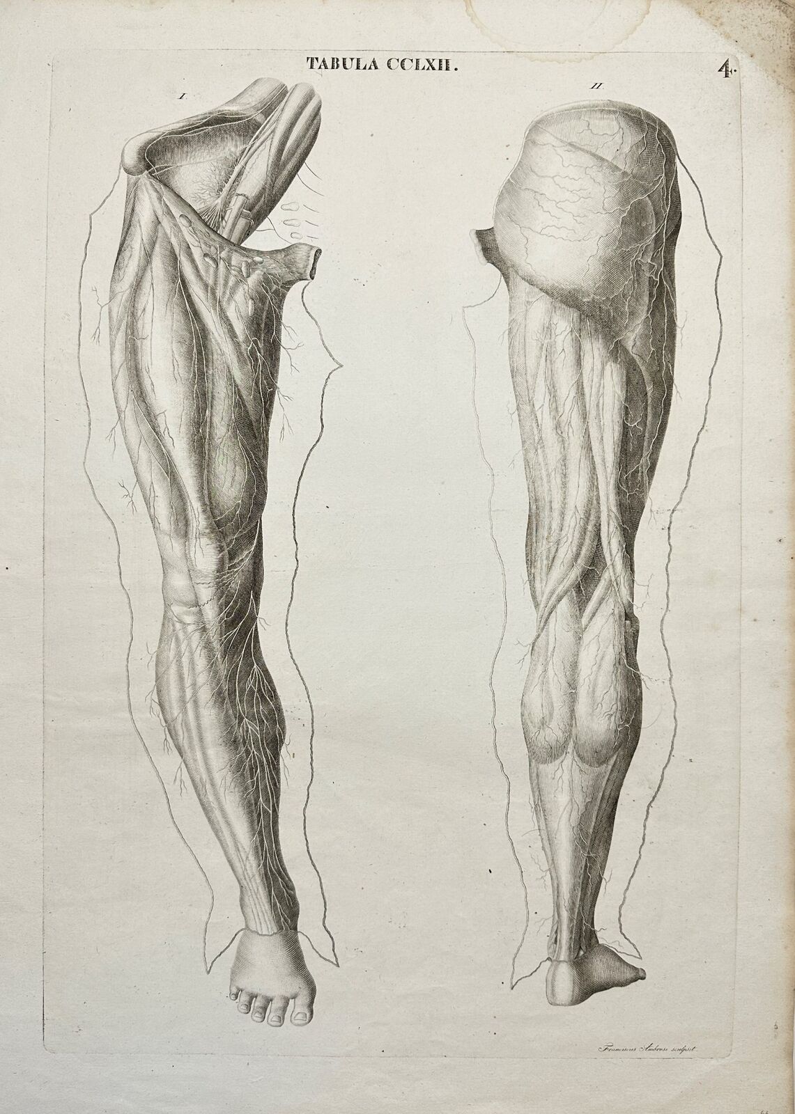 Anatomy Antique Print - Antonio Caldani - Calf Muscles of the Legs - F4