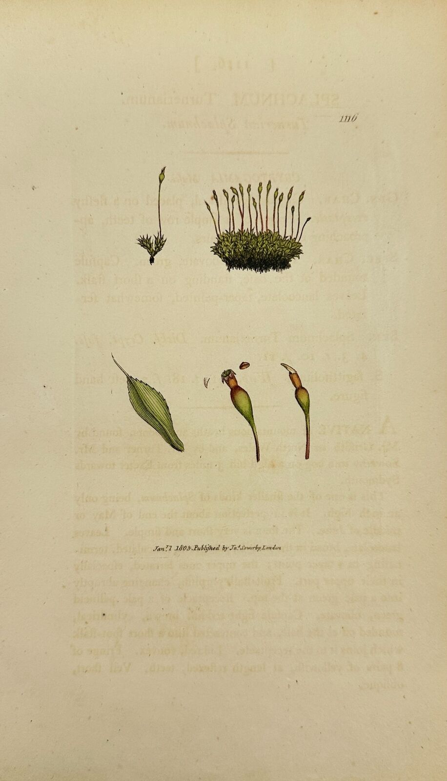 Antique Print - James Sowerby - Splachnum Turnerianum - Turner's Screw-moss - F1