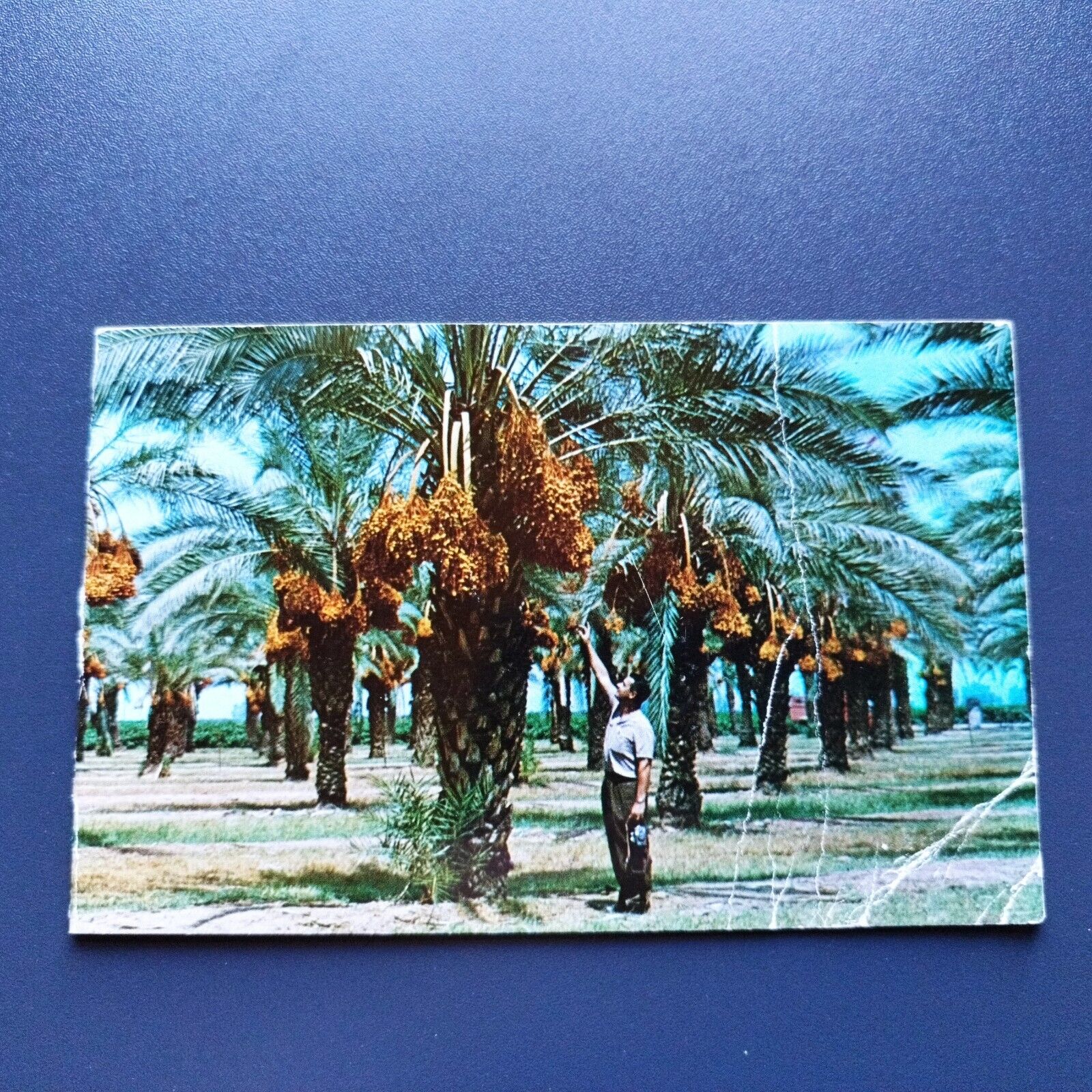 Date Groves Postcard posted in Fort Huachuca Arizona  Fairly worn card