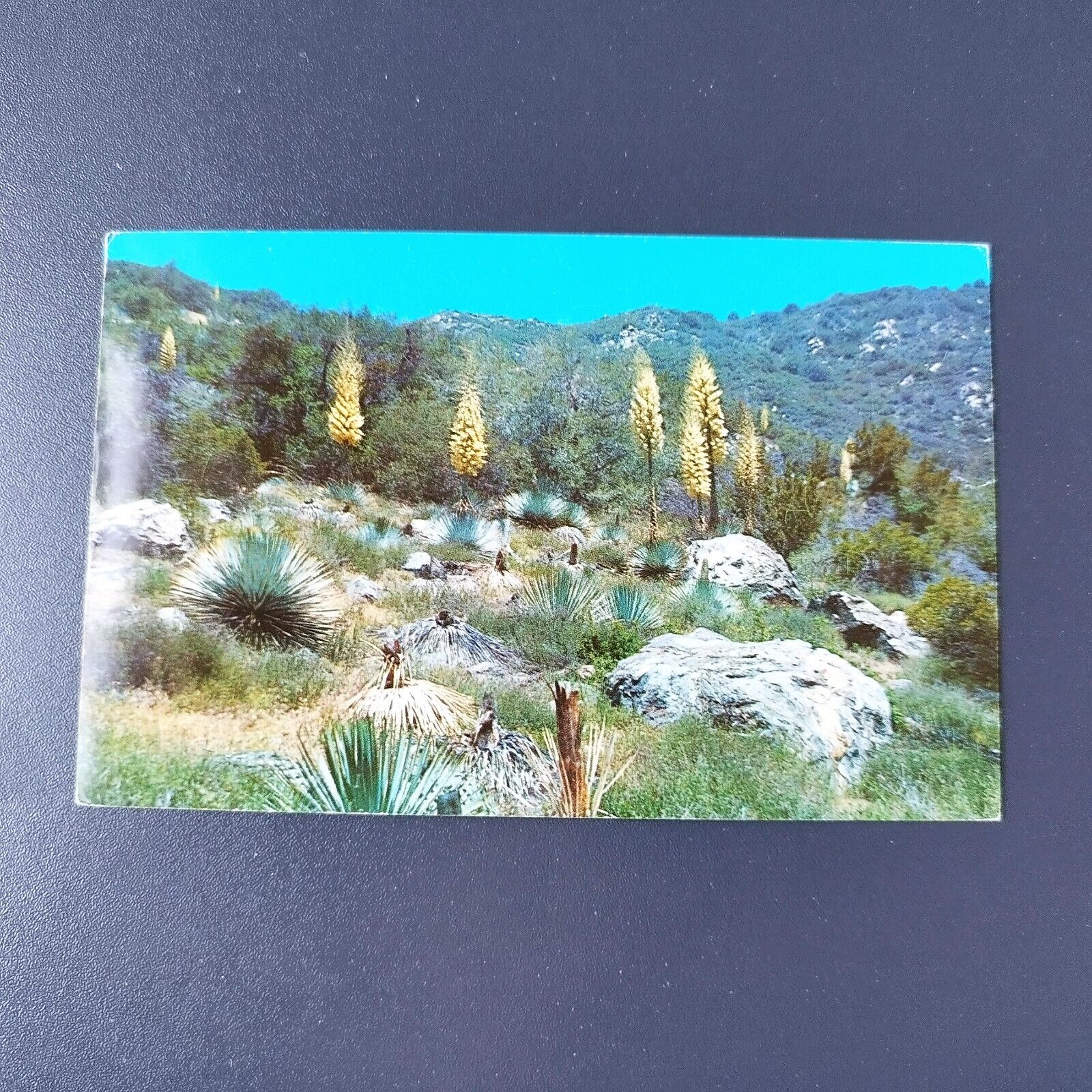 California Native Yucca in bloom Posted in 1968