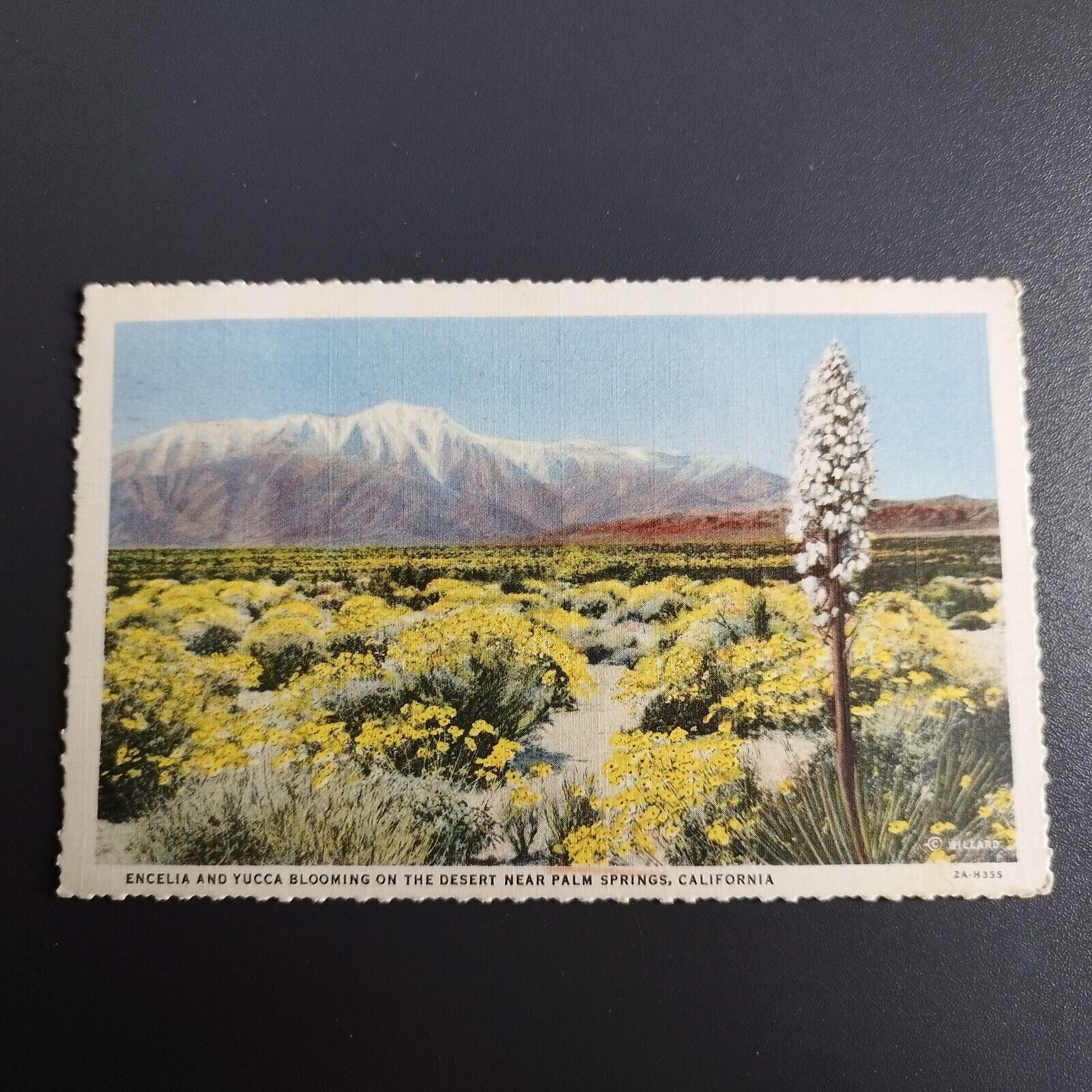 California Engelia and Yucca blooming on the desert near Palm Springs-1933