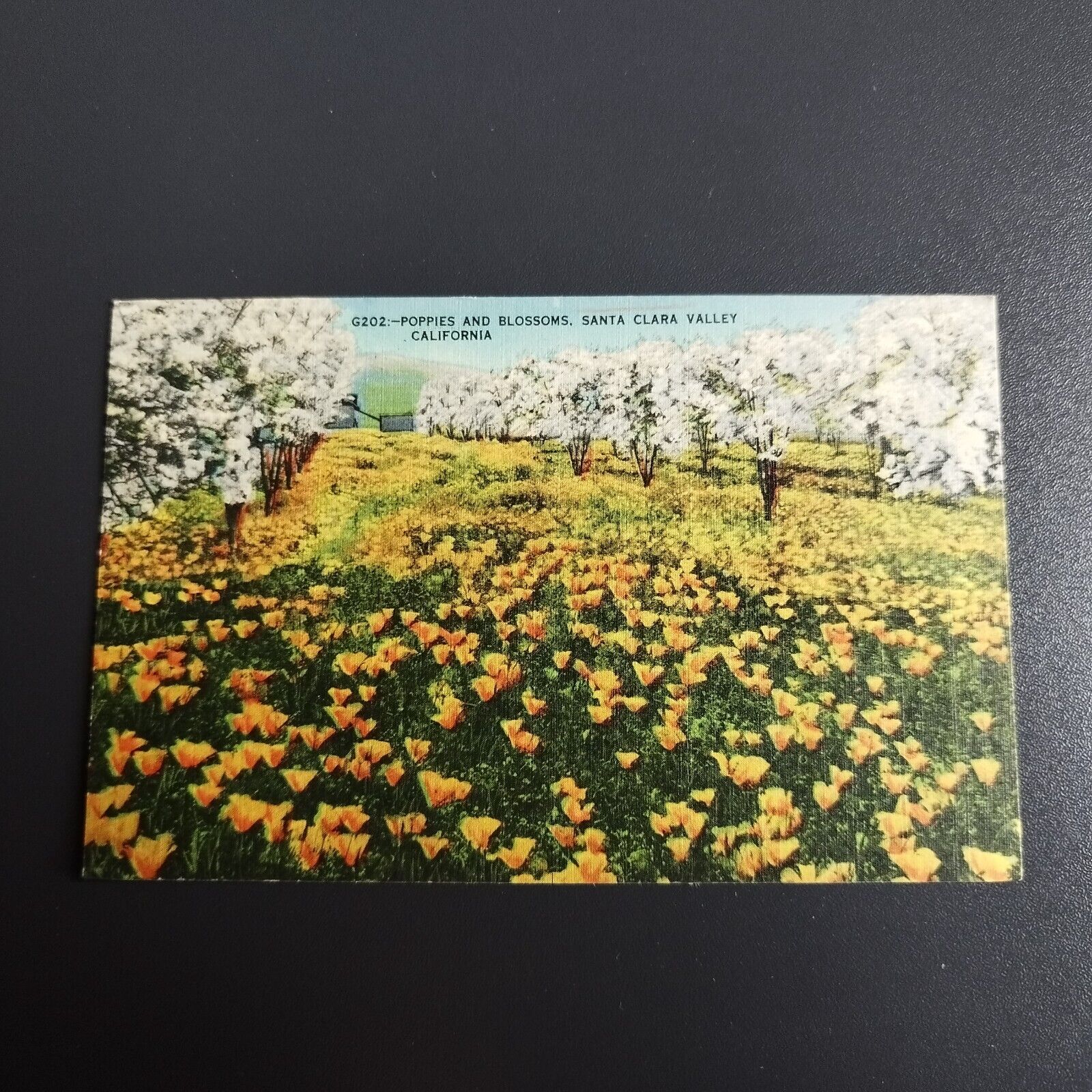 CaliforniaPoppies and Blossoms Santa Clara Valley California