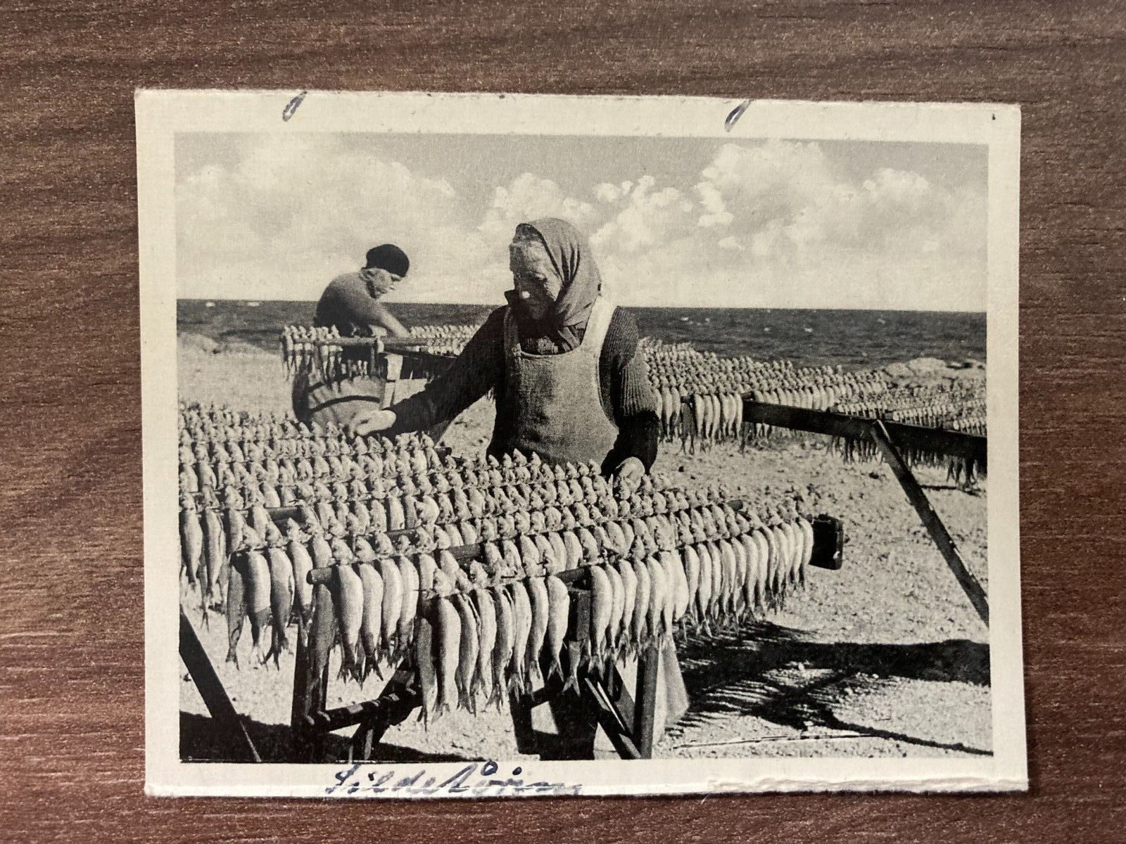 Vintage Early 1900s Danish Photos "Sildetørring" - 2 Photos - Herring Drying 9*7