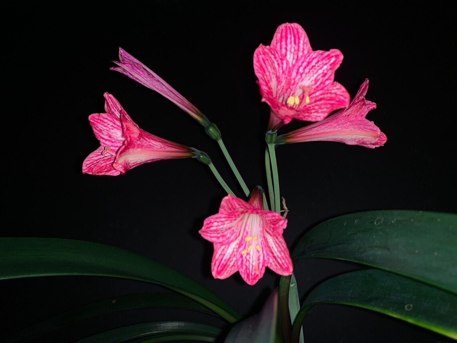 Hippeastrum incachacanum  PINK  - 12 FRESH seeds