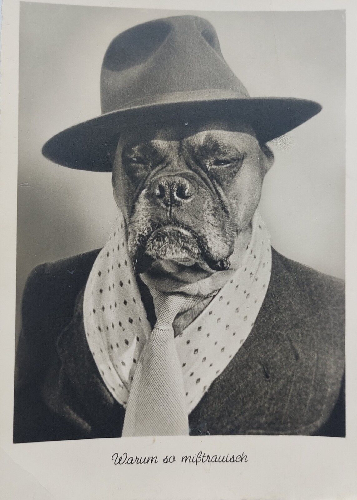 Vintage fun  photo postcard: Bull dog with hat coat and tie  pok1504