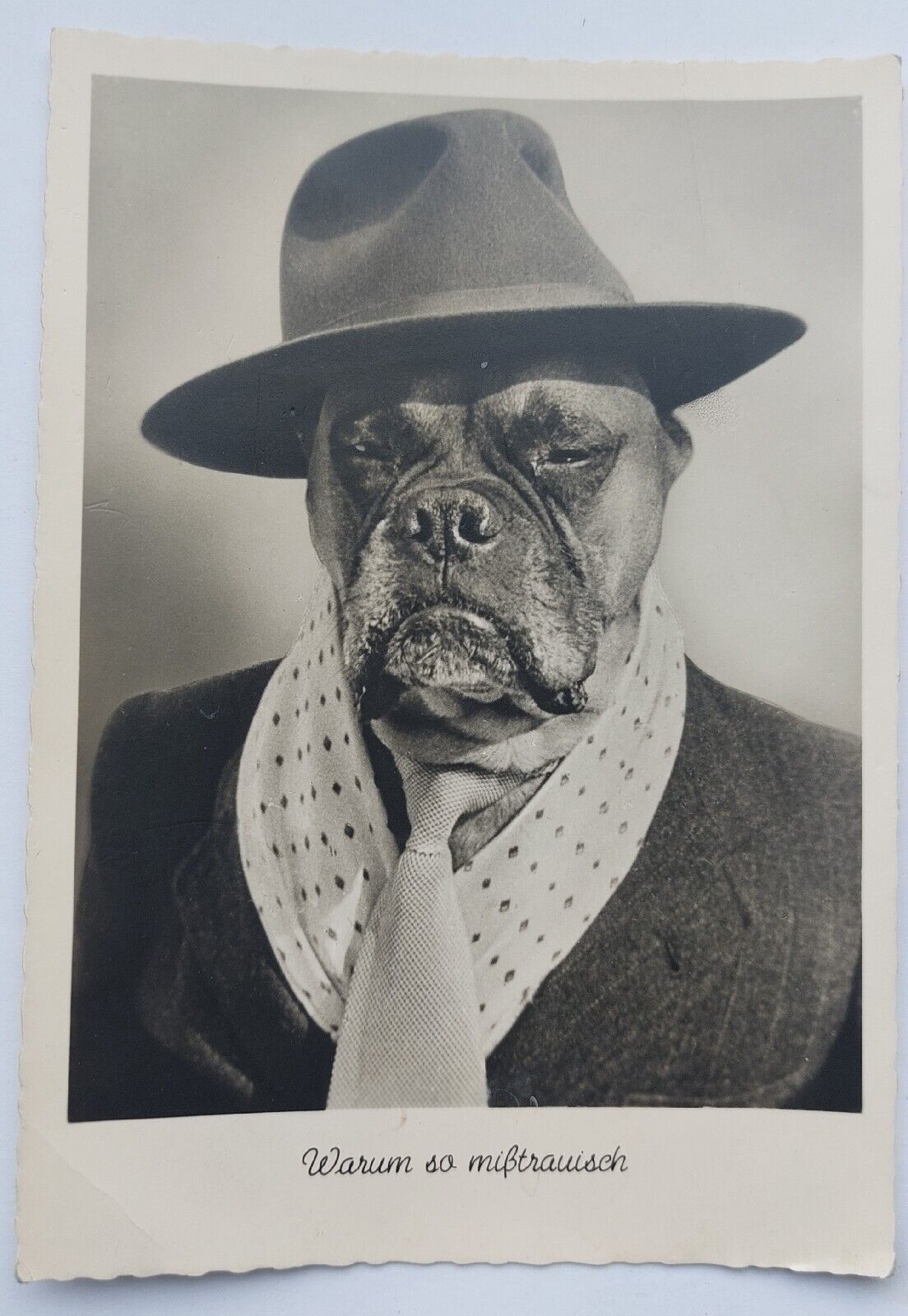 Vintage fun  photo postcard: Bull dog with hat coat and tie  pok1504