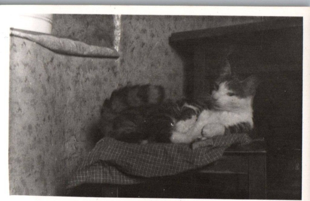 Cat Chair Daily Life in Denmark 1900 - 1950s Rare Vintage Photo Small Size 9x6cm