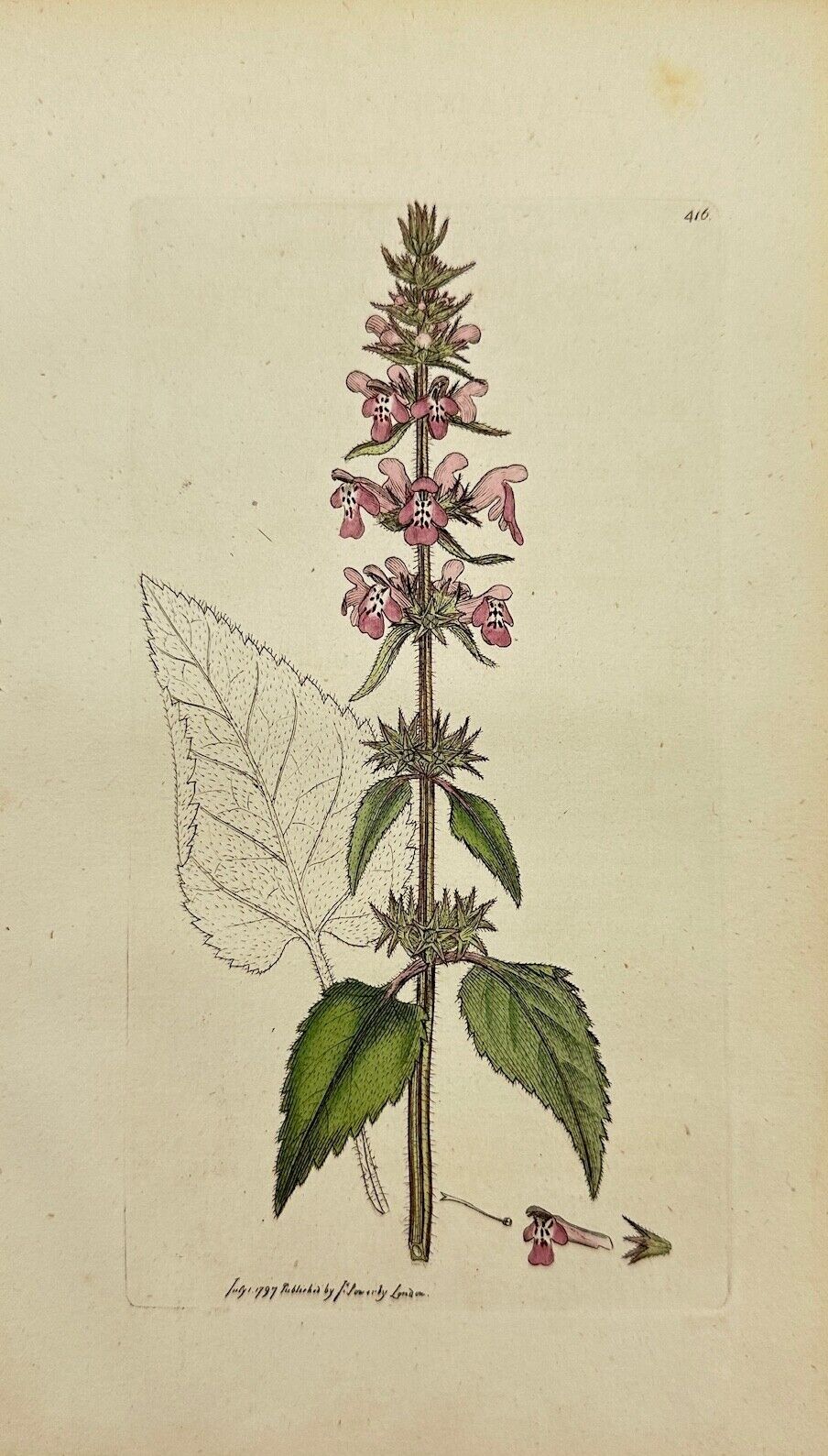 Antique Print - James Sowerby - Stachys Fylvatica - Hedge Woundwort - F1