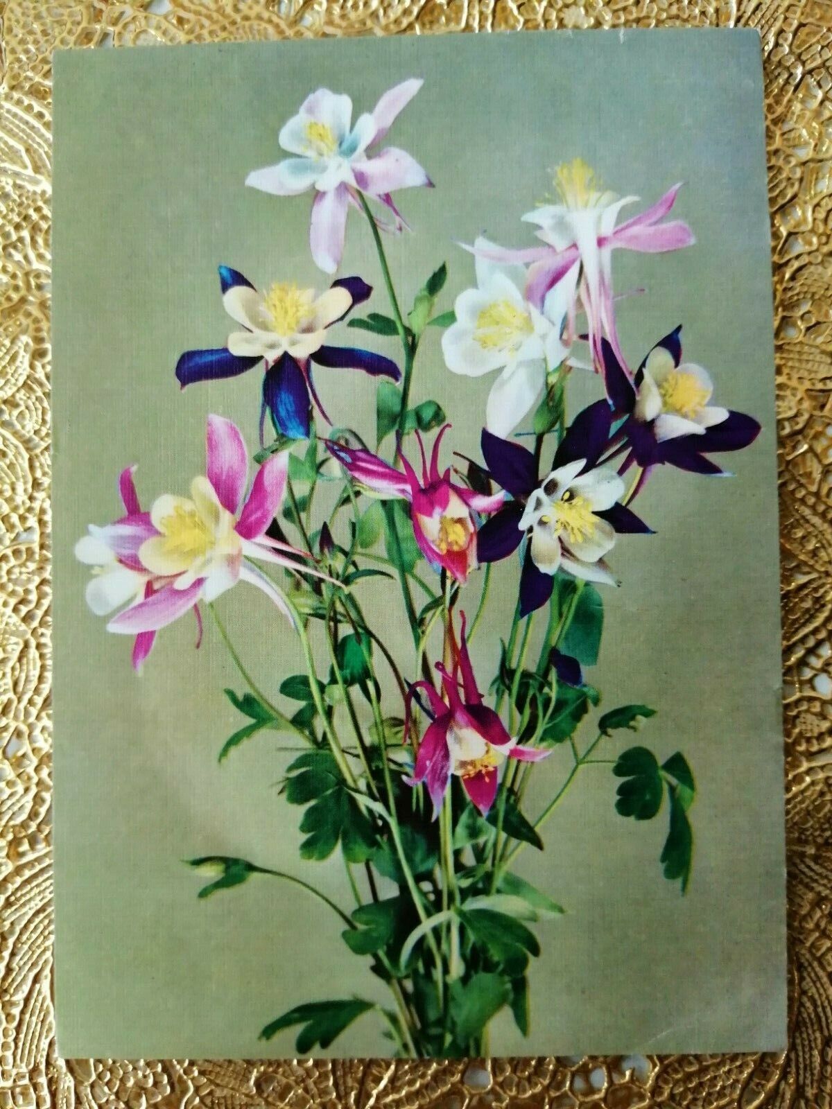 Vintage and collectible Danish flower postcardPosted in 1979 ( No A 6 )