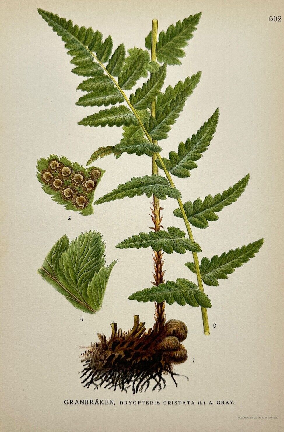 Antique Print - Carl Lindman - Crested Wood Fern - Dryopteris Cristata  - F4