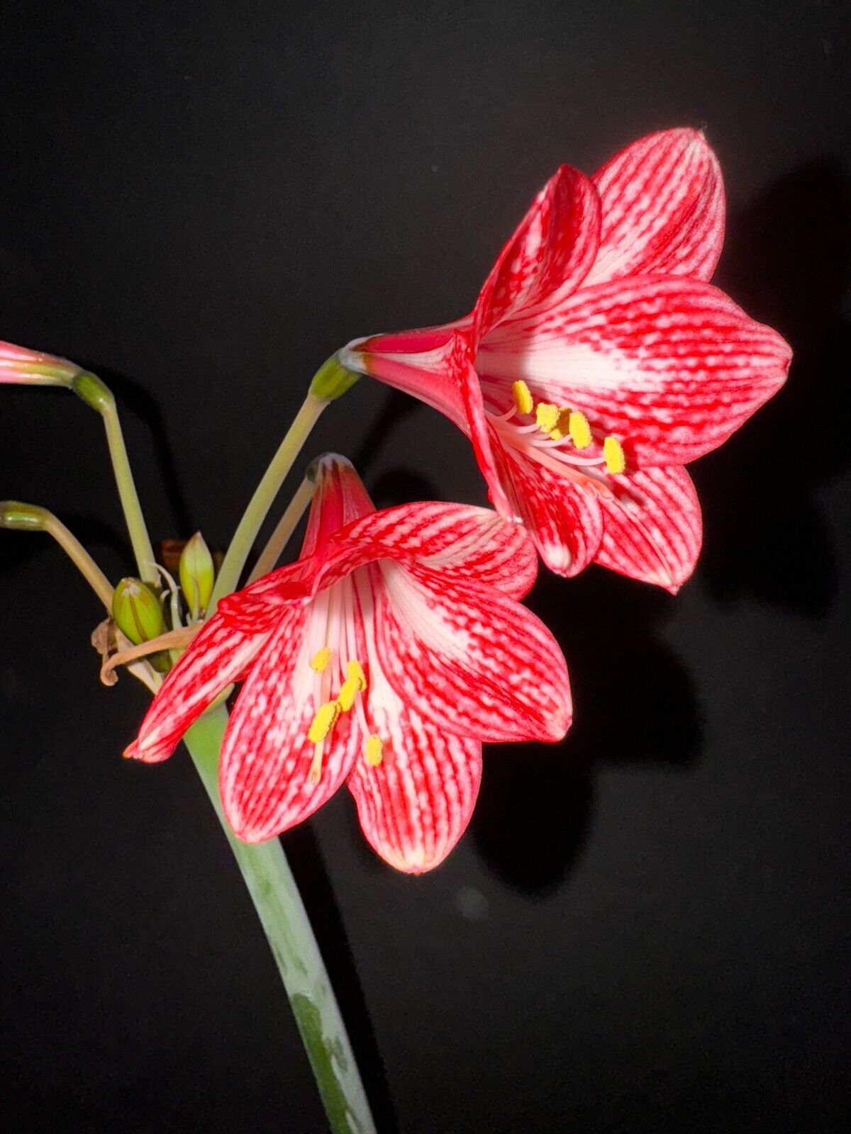 Hippeastrum incachacanum - extremely rare species! 37 cm offset - near FS