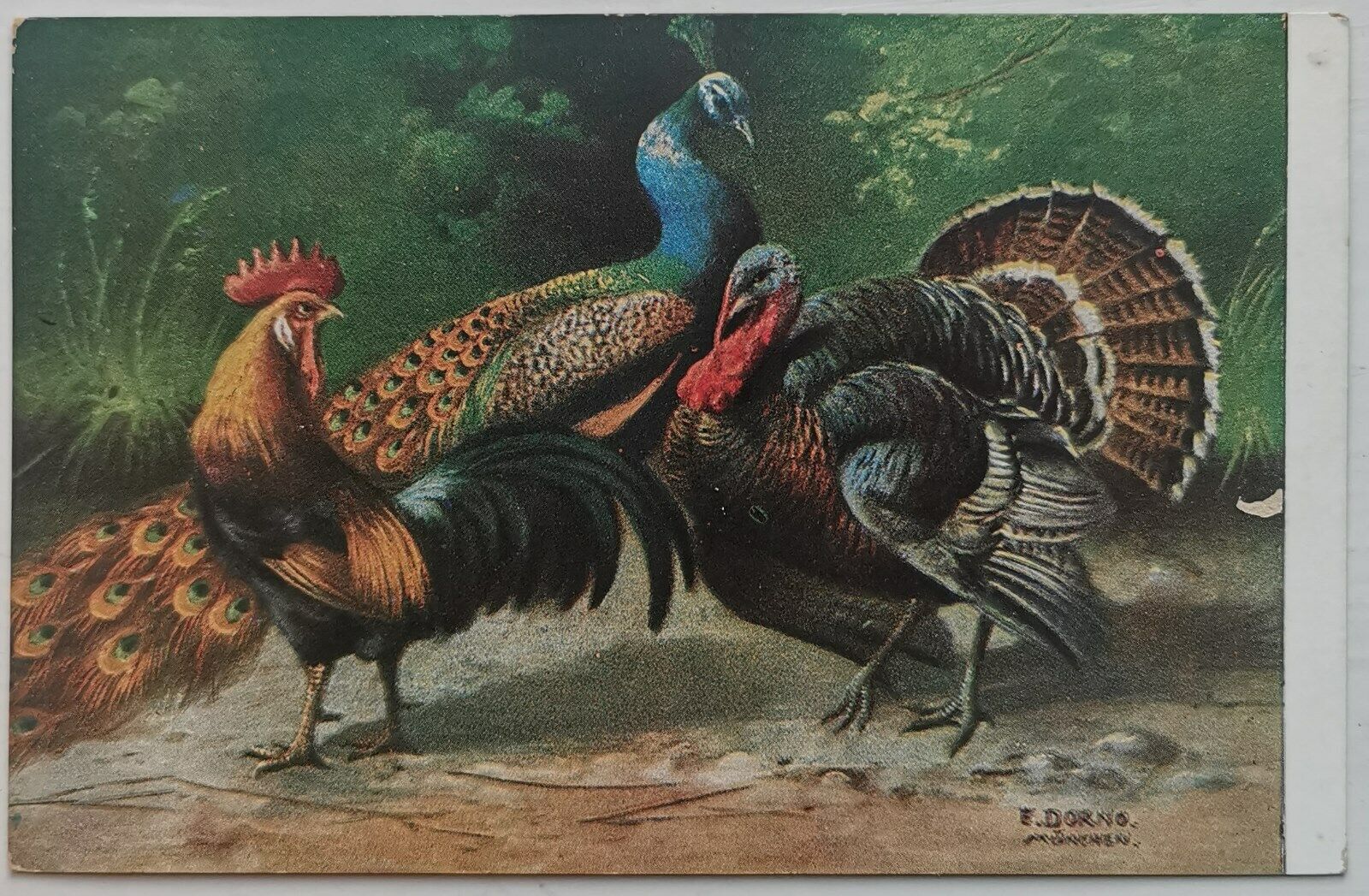 Vintage Thanksgiving postcard Turkey Peacock and Rooster E Dorno     pok1001