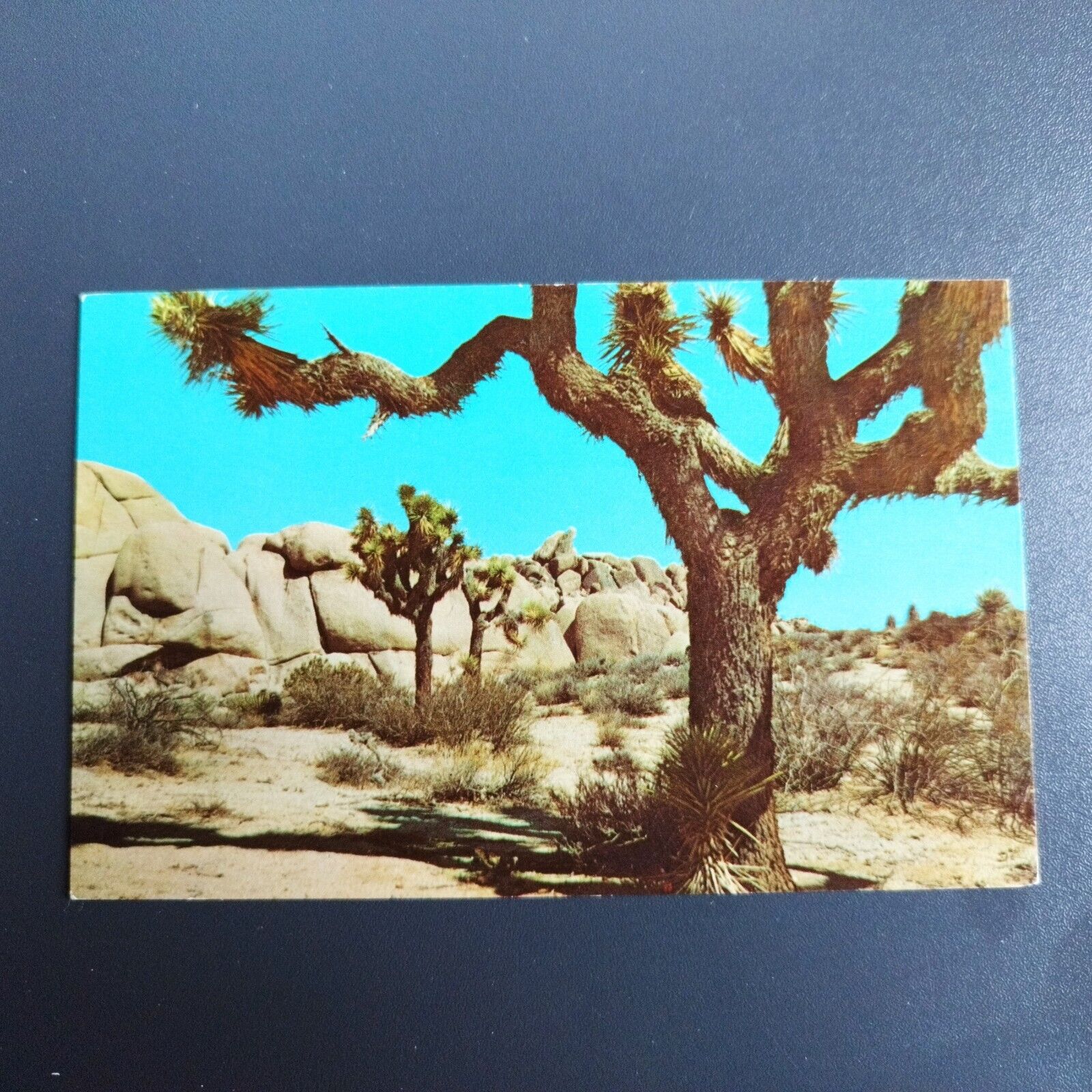 California Joshua Trees On The Desert-Unposted