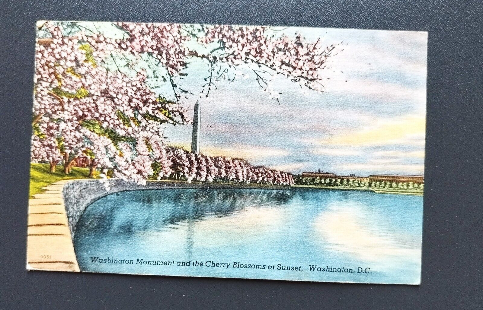 Washington DC Washington Monument and The Cherry Blossoms at Sunset 1949