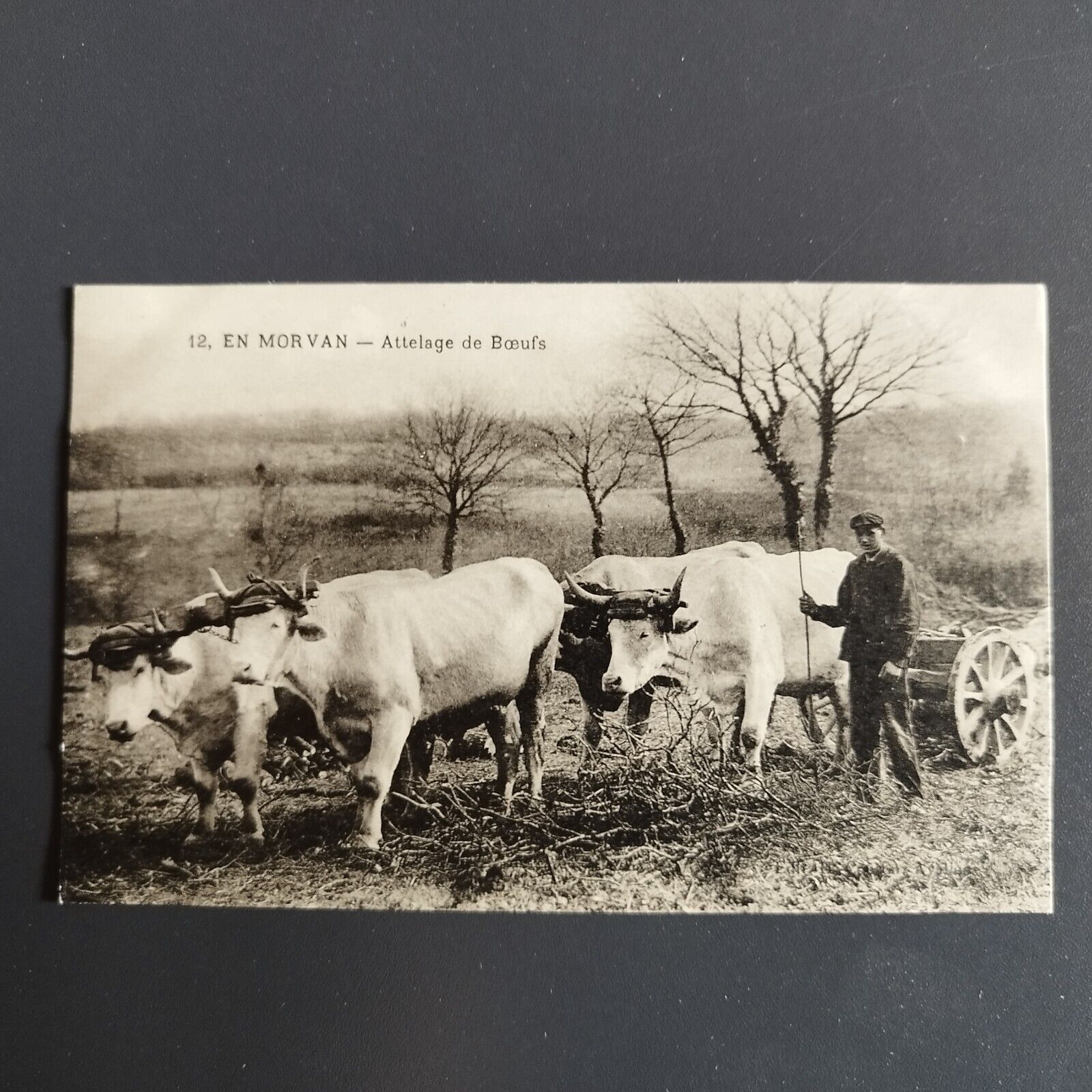 France- 12-En Morvan-Attelage de Boeufs 1920s