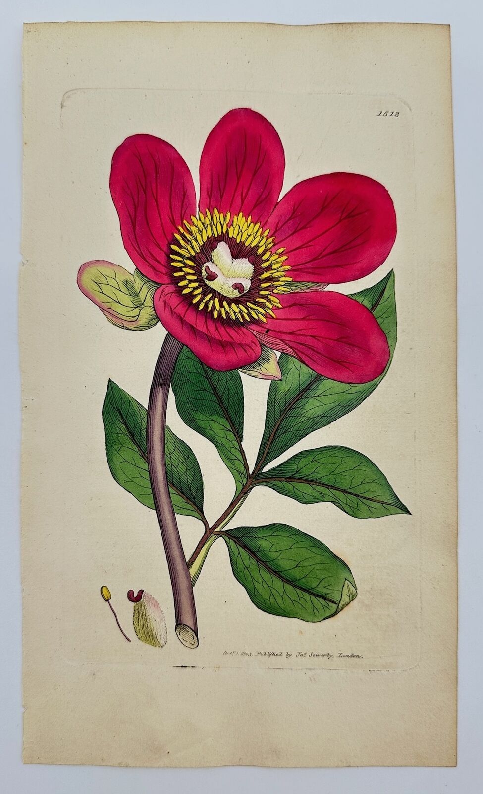 Antique Botanical Print - James Sowerby - Paeonia Corallina - Coral Peony - F1