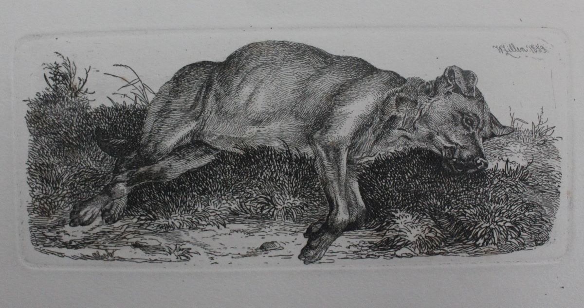 Wilhelm Zillen etching A laying dog 1859