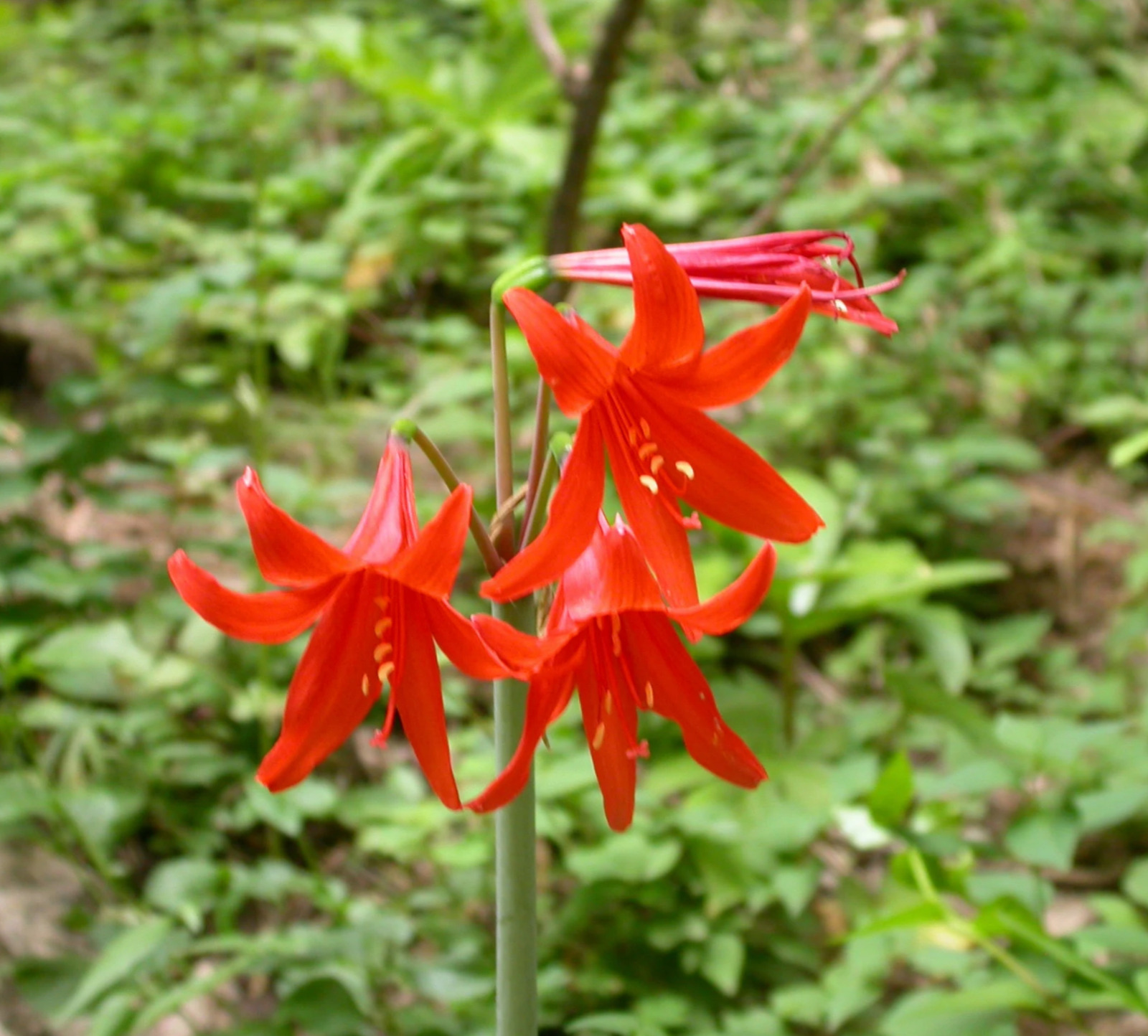 Hippeastrum mollevillquense - very rare Bolivian species 19 cm