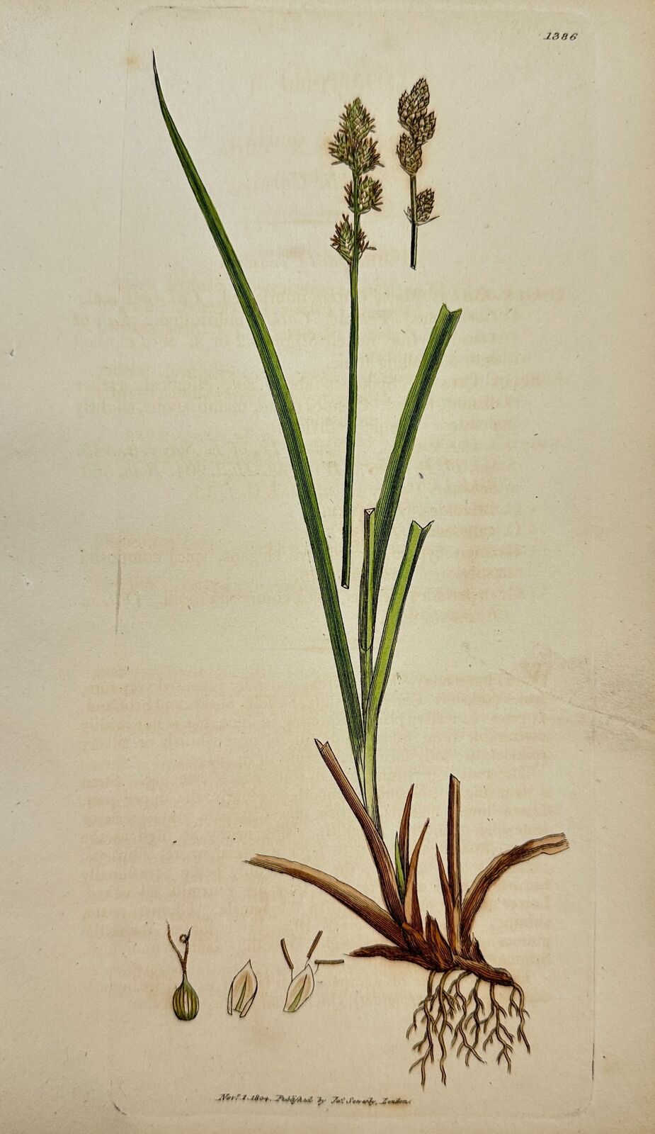 Antique Botanical Print - James Sowerby - Carex Curta - White Carex - F1