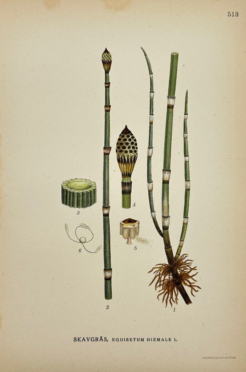 Antique Botanical Print - Carl Lindman - Scouring Rush - Equisetum Hiemale - F4