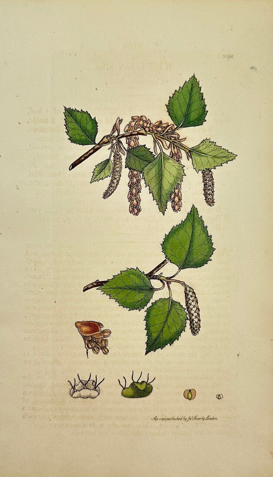 Antique Botanical Print - James Sowerby - Betula Alba - Common Birch - F1