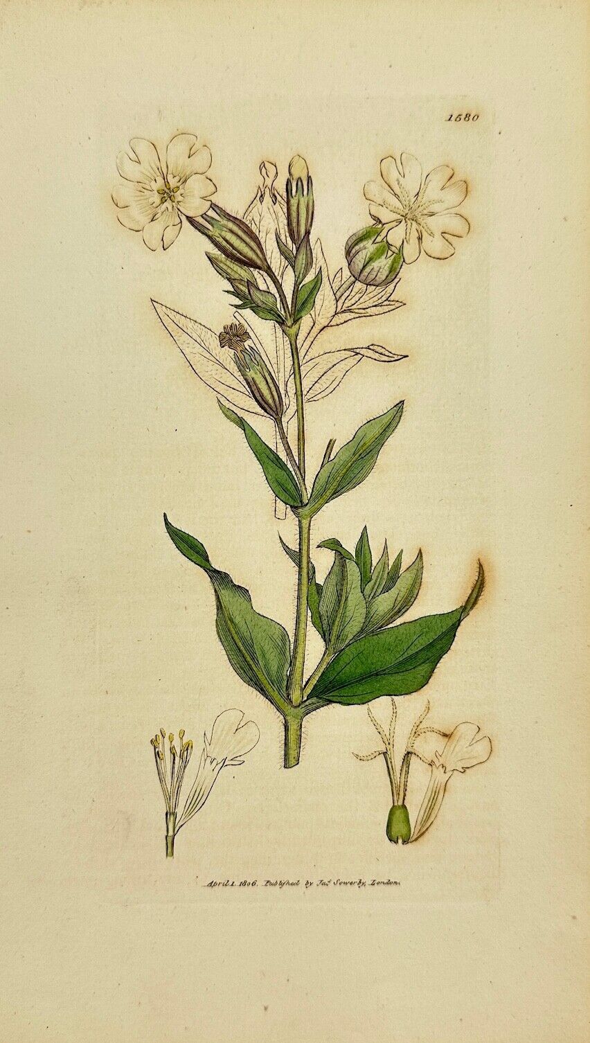 Antique Print - James Sowerby - Lychnis Dioica: Flore Albo - White Campion - F1