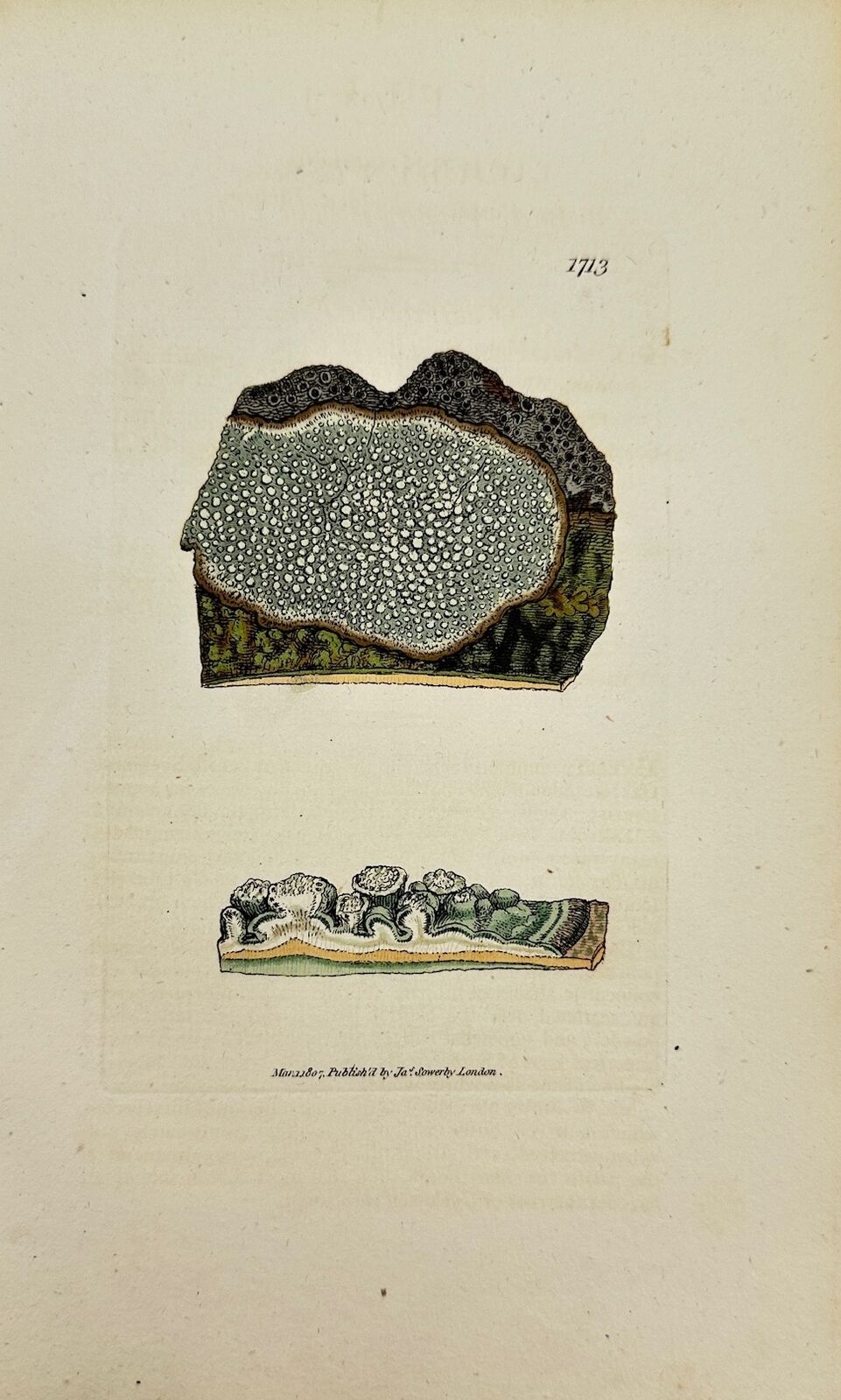 Antique Botanical Print - James Sowerby - Lichen Fagineus - Beech Lichen - F1