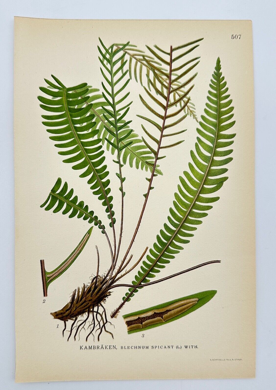 Antique Botanical Print - Carl Lindman - Hard Fern - Blechnum Spicant - F4