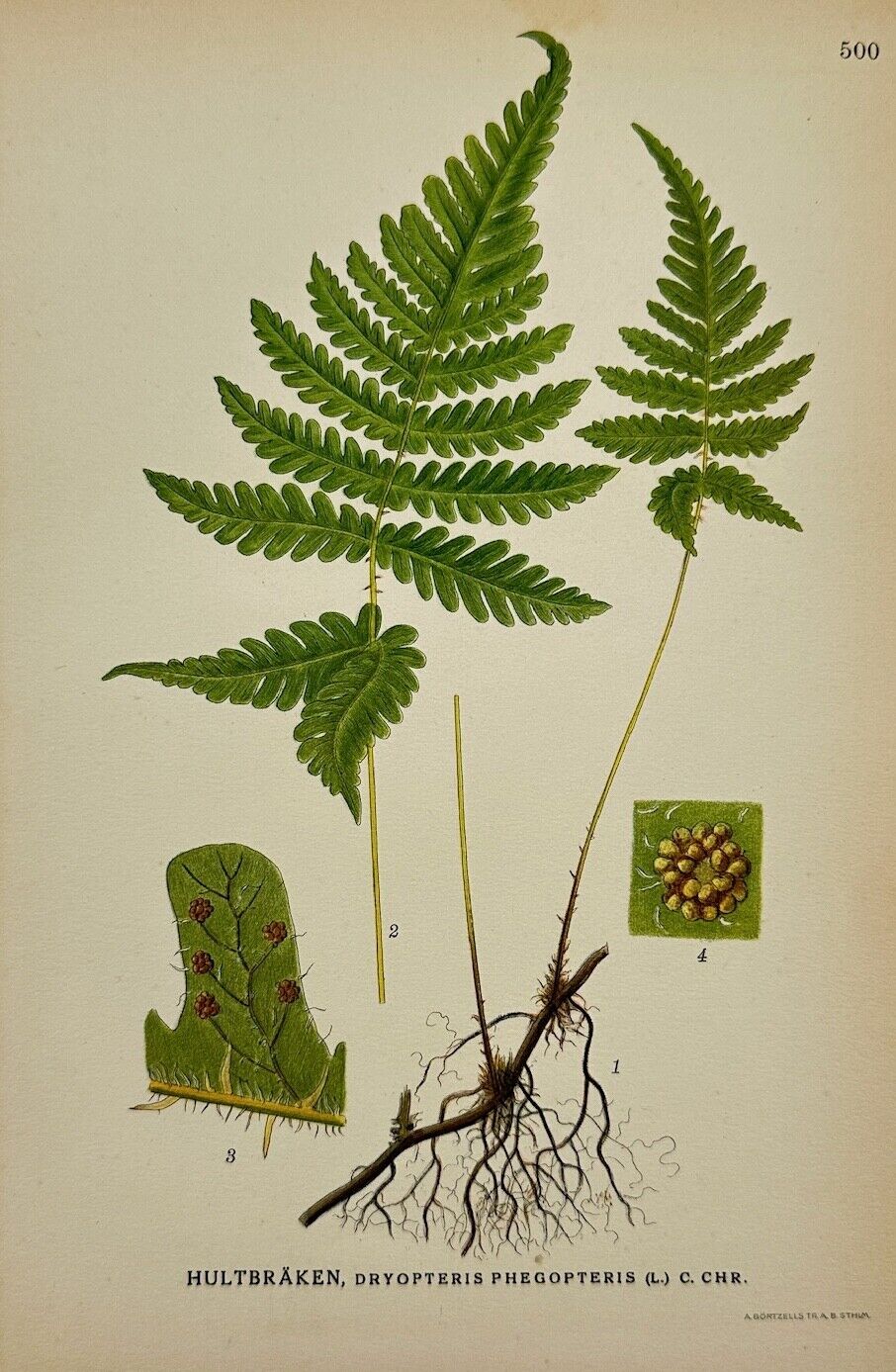 Antique Print - Carl Lindman - Beech Fern - Dryopteris Phegopteris - F4