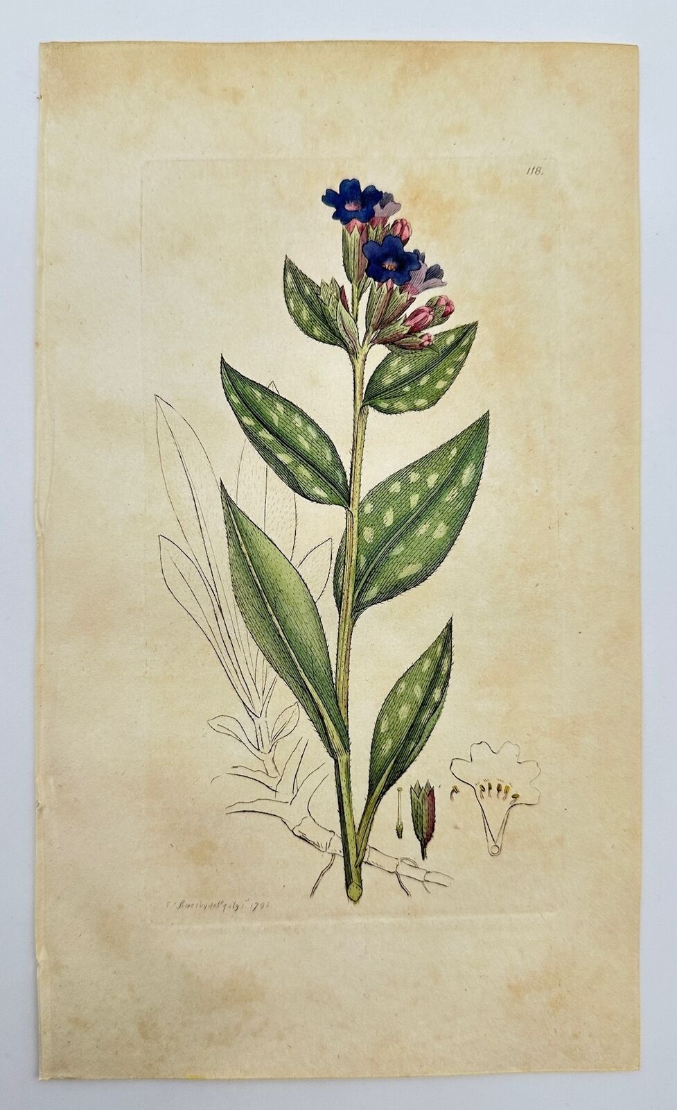 Antique Botanical Print - James Sowerby - Pulmonaria Officinalis - Lungwort - F1