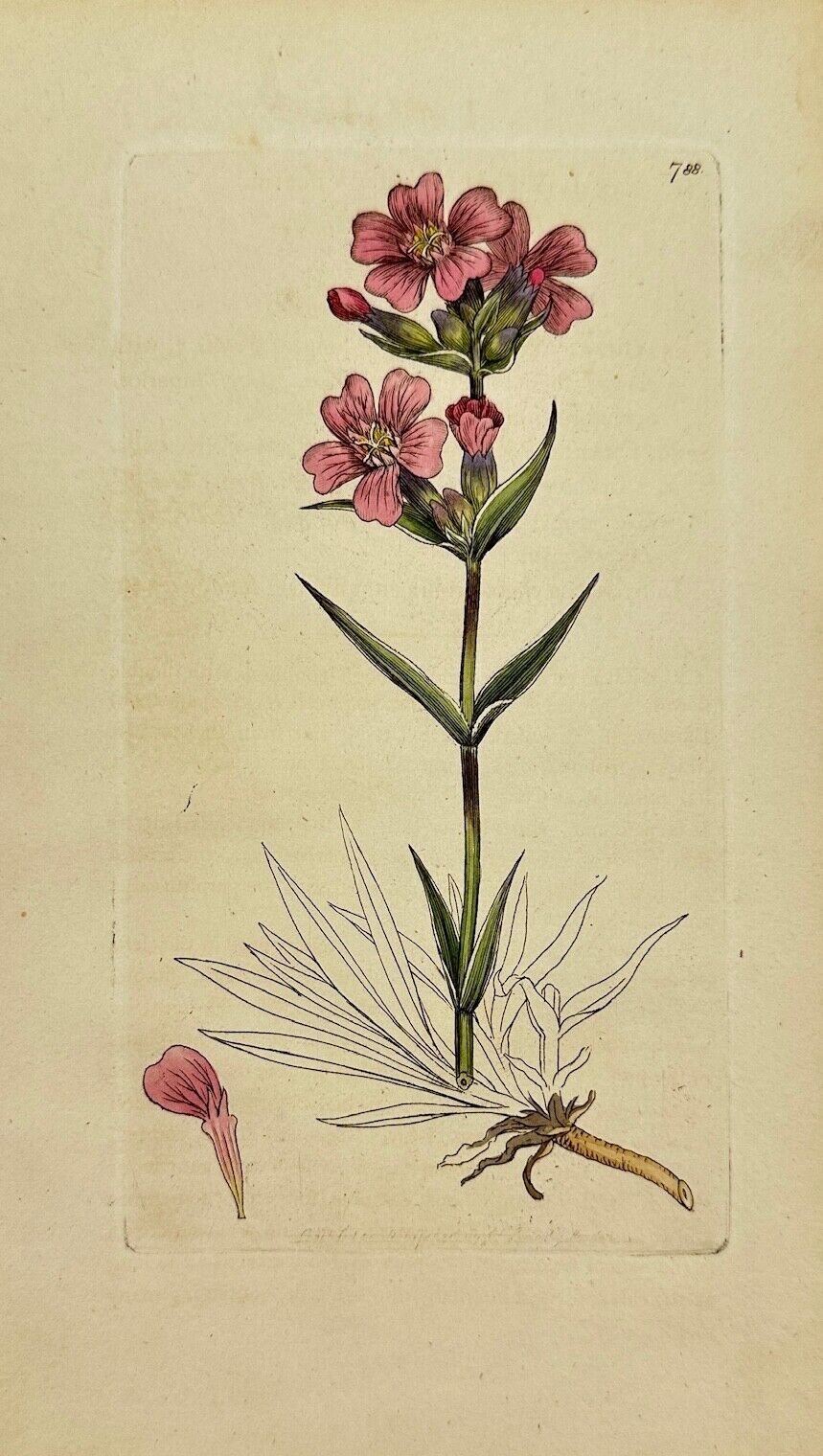 Antique Print - James Sowerby - Lychnis Viscaria - Sticky Catchfly - F1